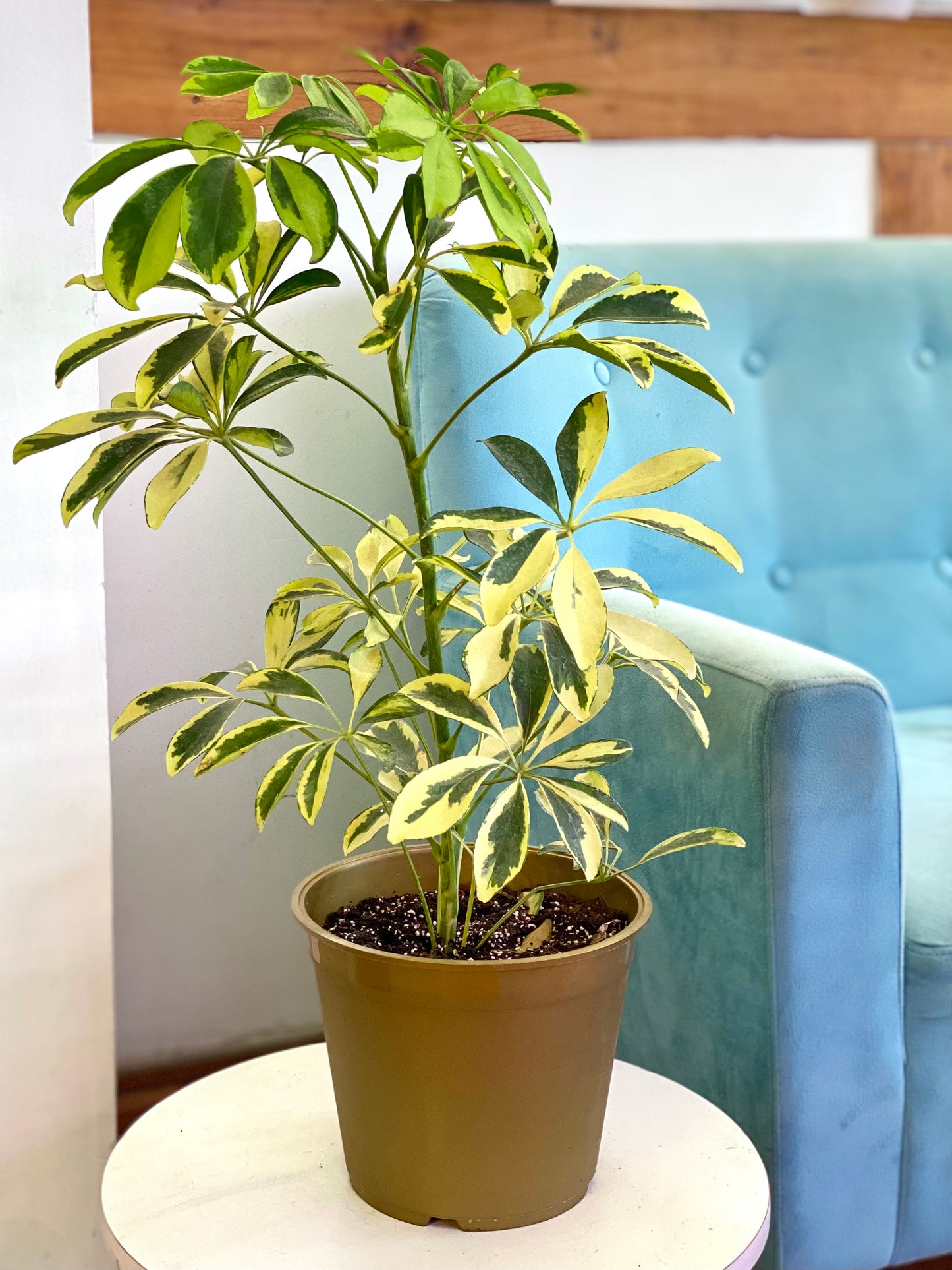 Schefflera Sol