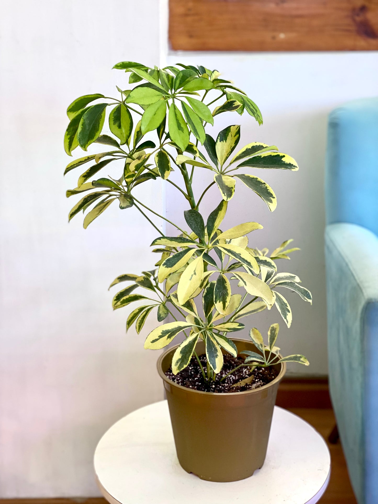Schefflera Sol