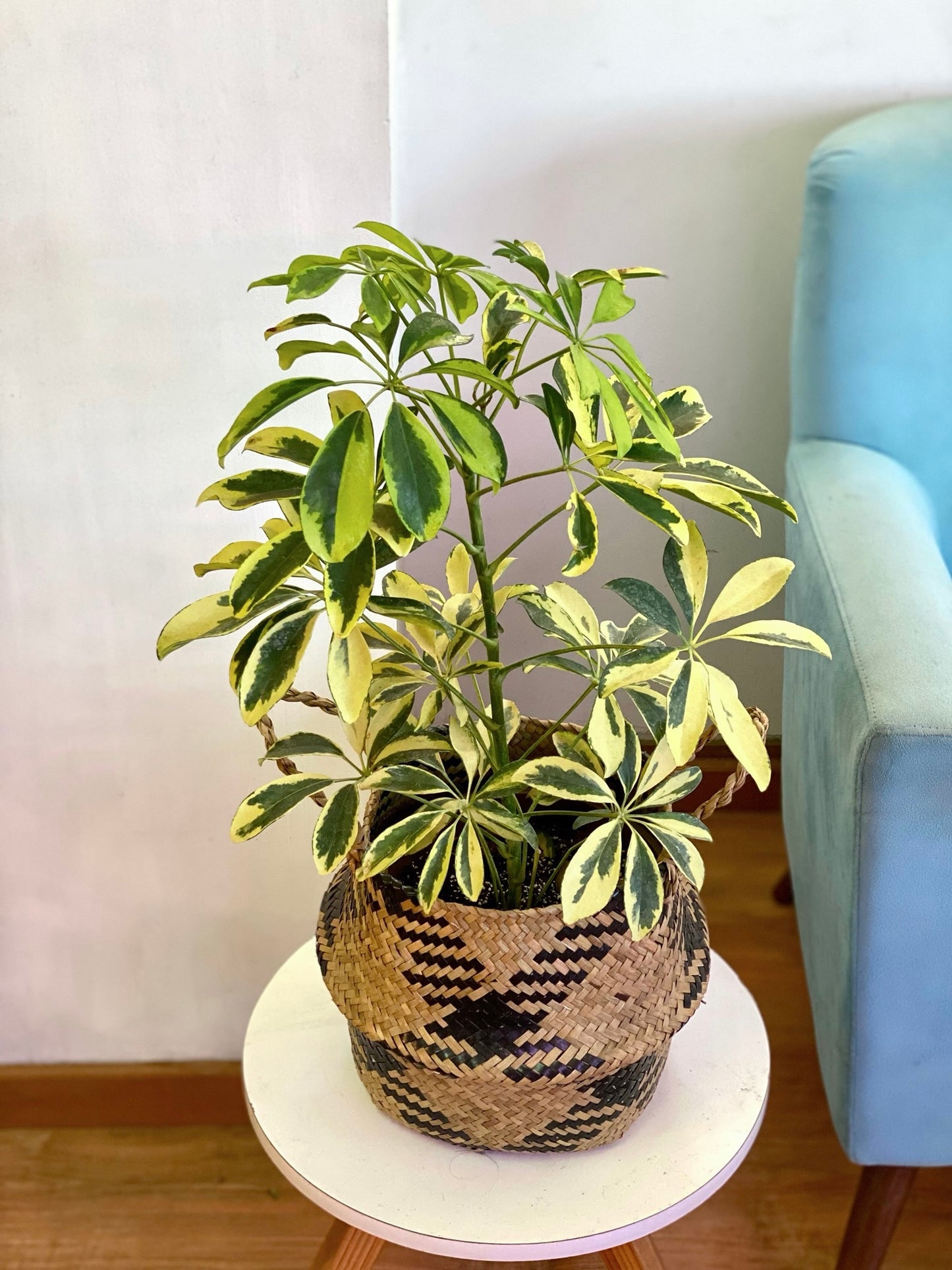 Schefflera Sol