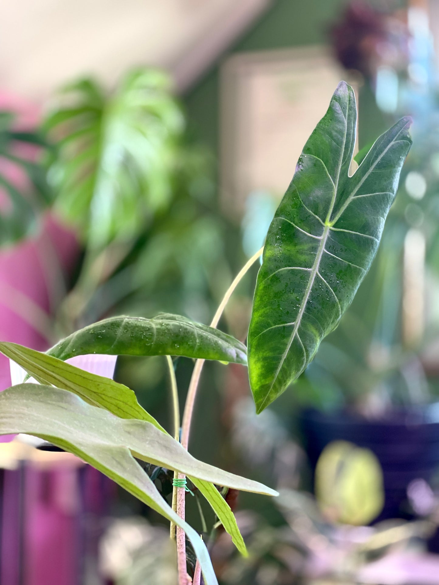 Alocasia Longiloba Silver L