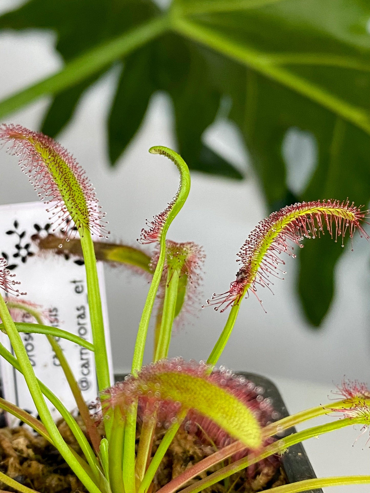 Drosera