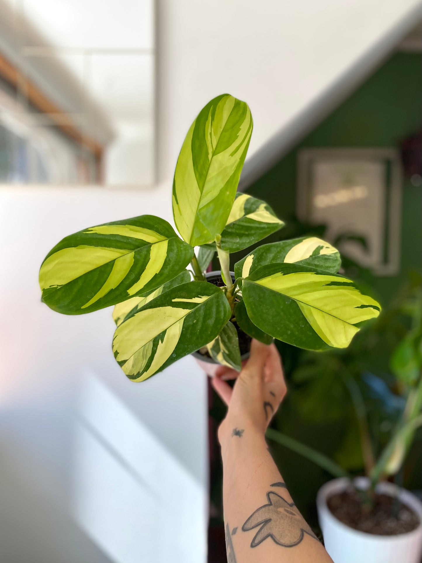 Maranta Lubbersiana o Golden Mosaik.