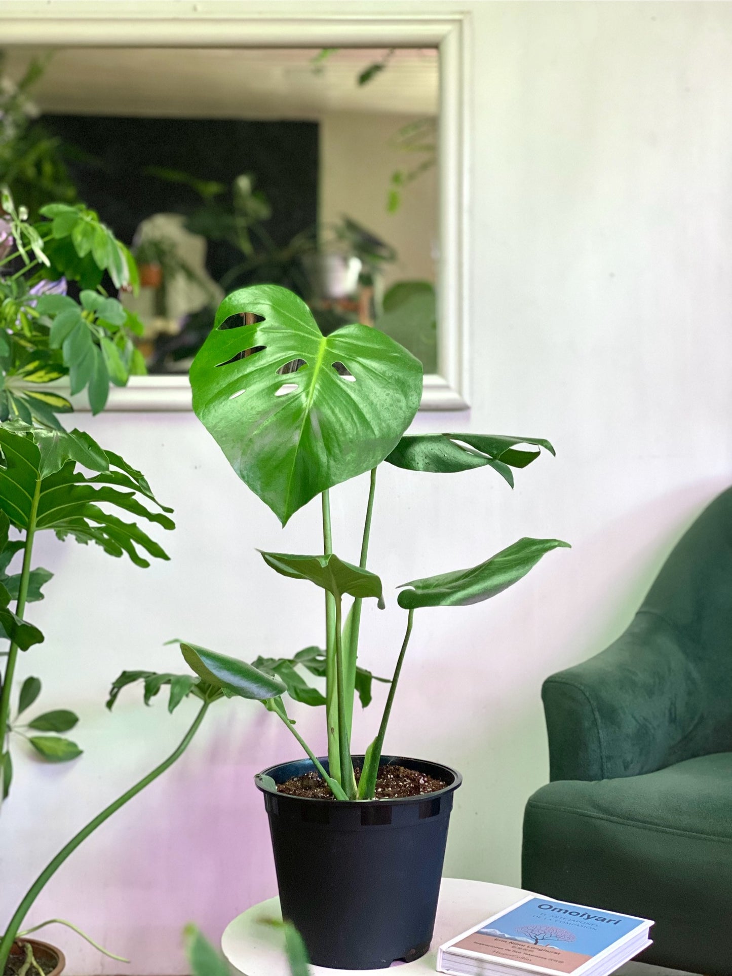 Monstera Deliciosa M