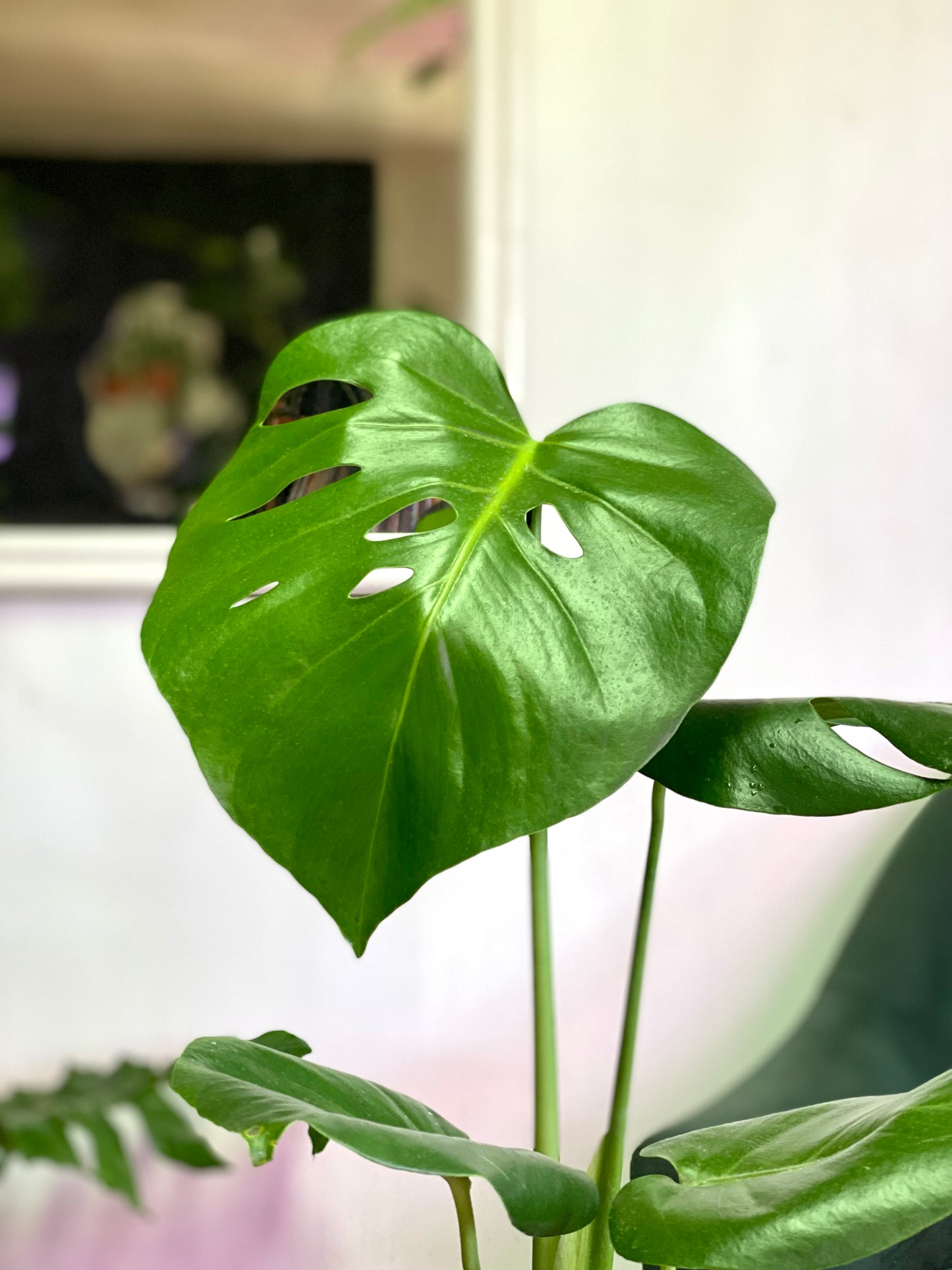 Monstera Deliciosa M