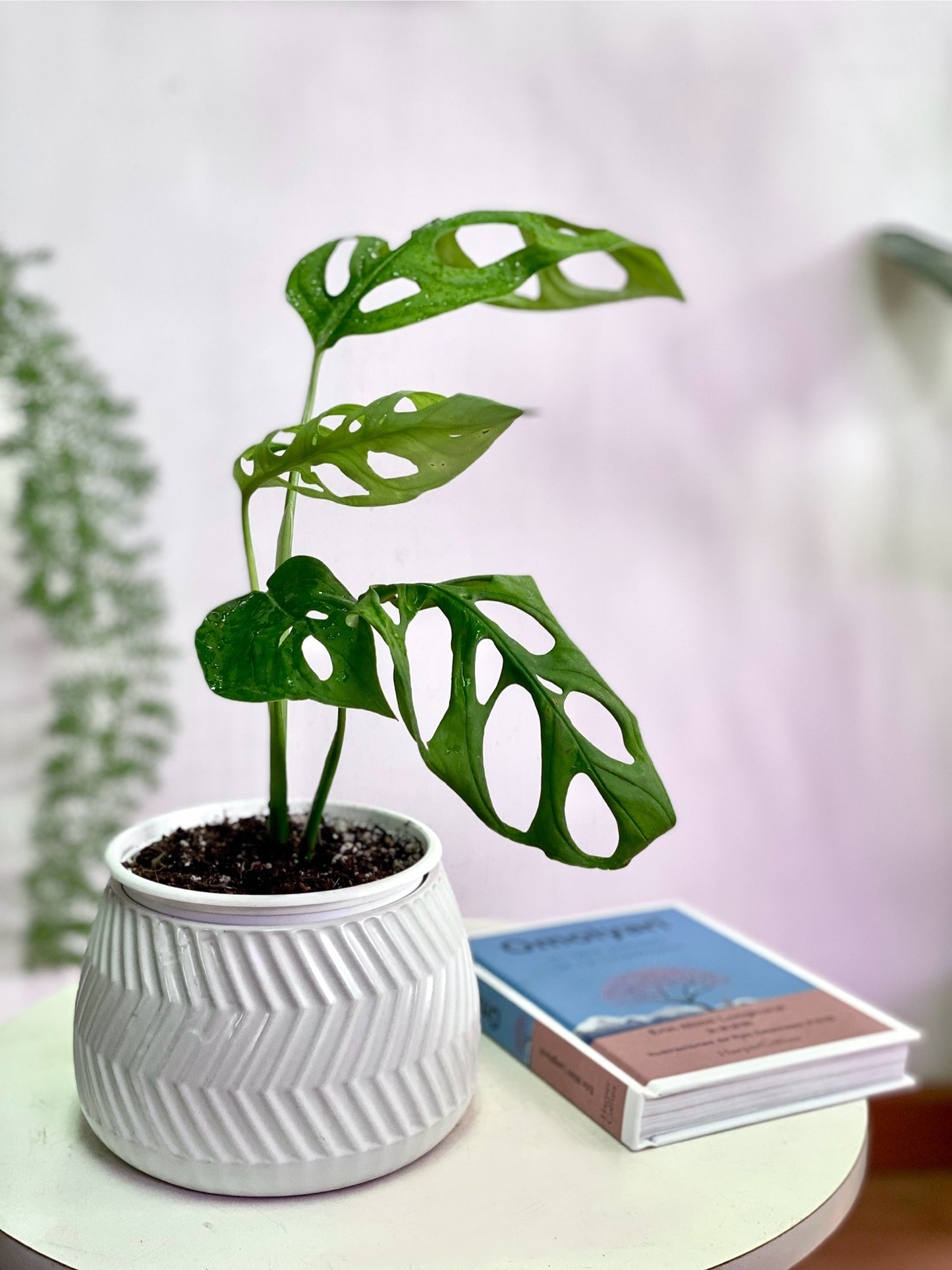 Monstera Adansonii