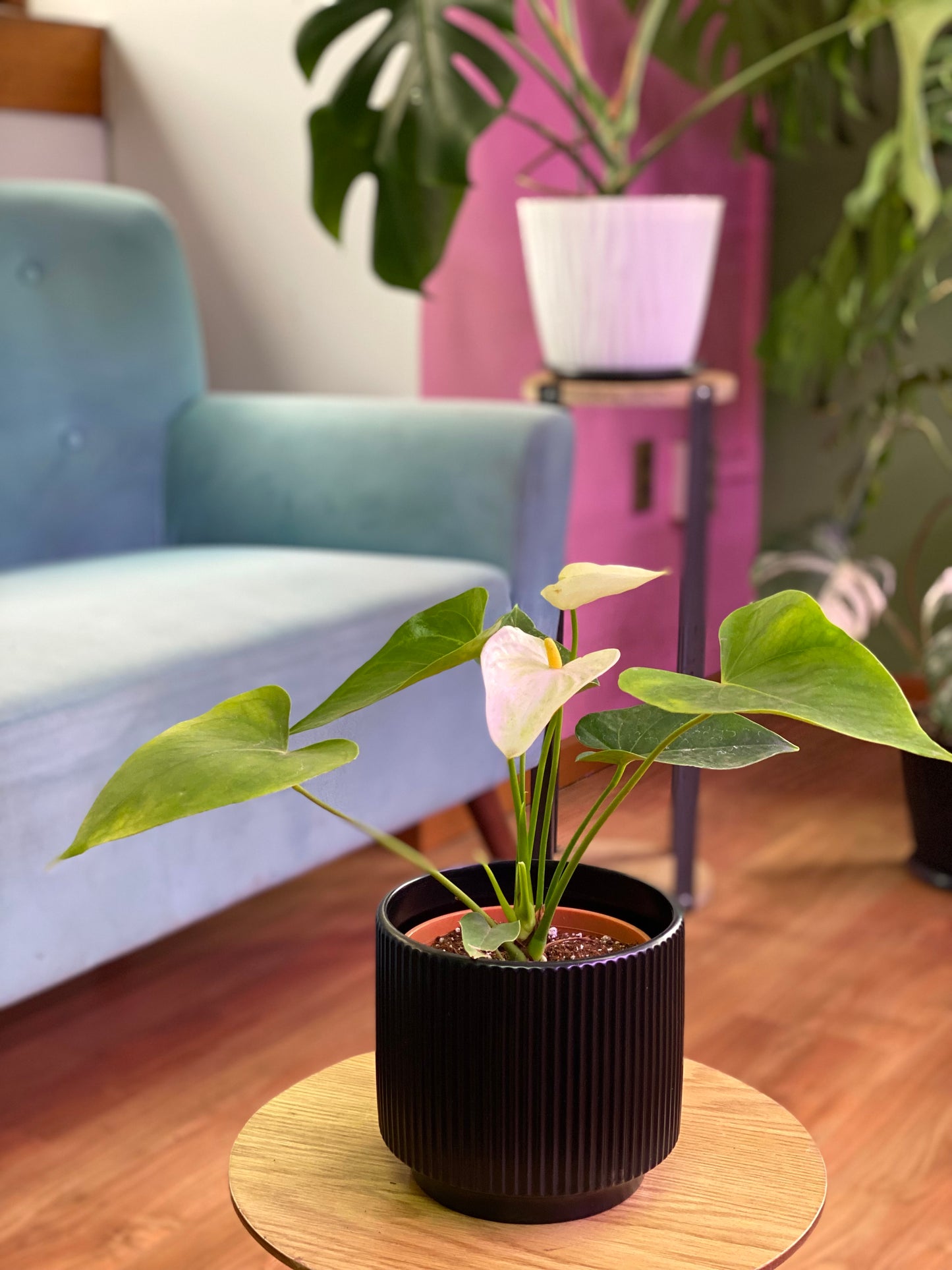 Anthurium Andreanum Blanco o Flor de Flamenco