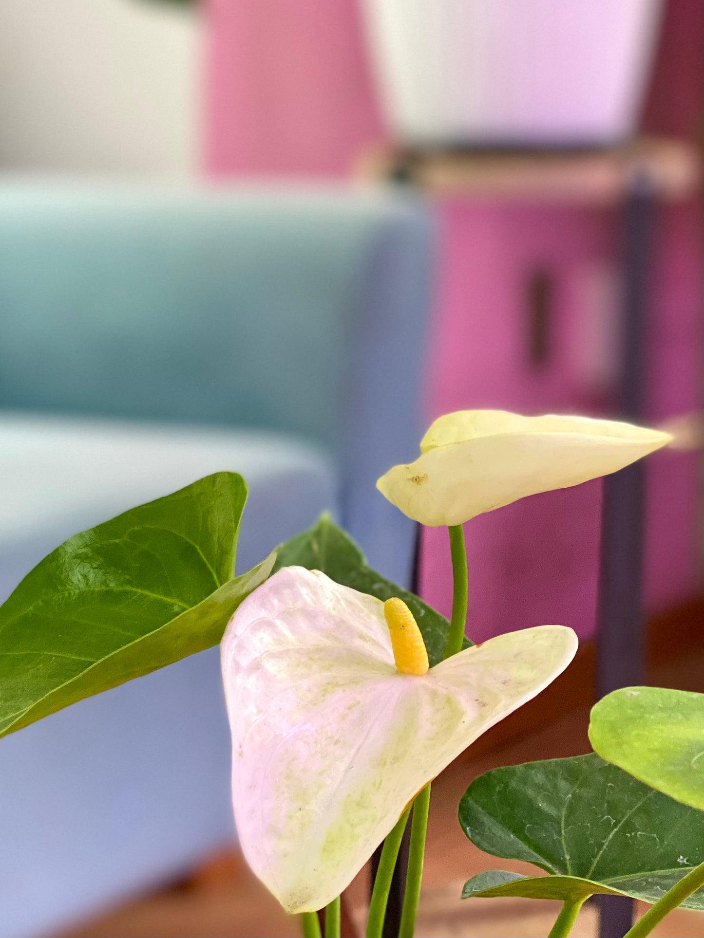 Anthurium Andreanum Blanco o Flor de Flamenco