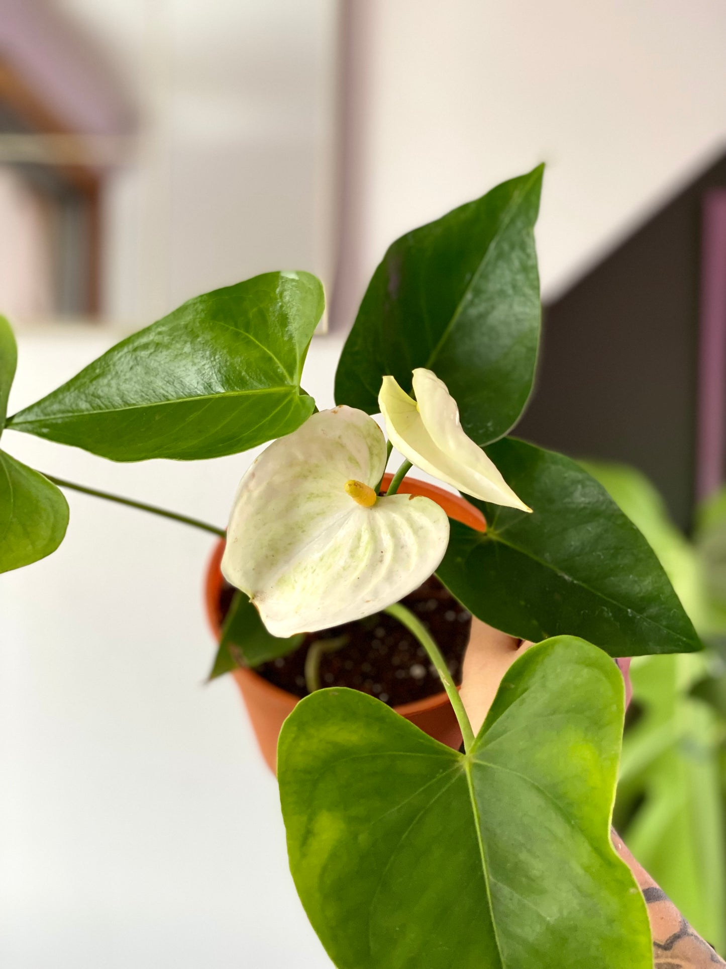 Anthurium Andreanum Blanco