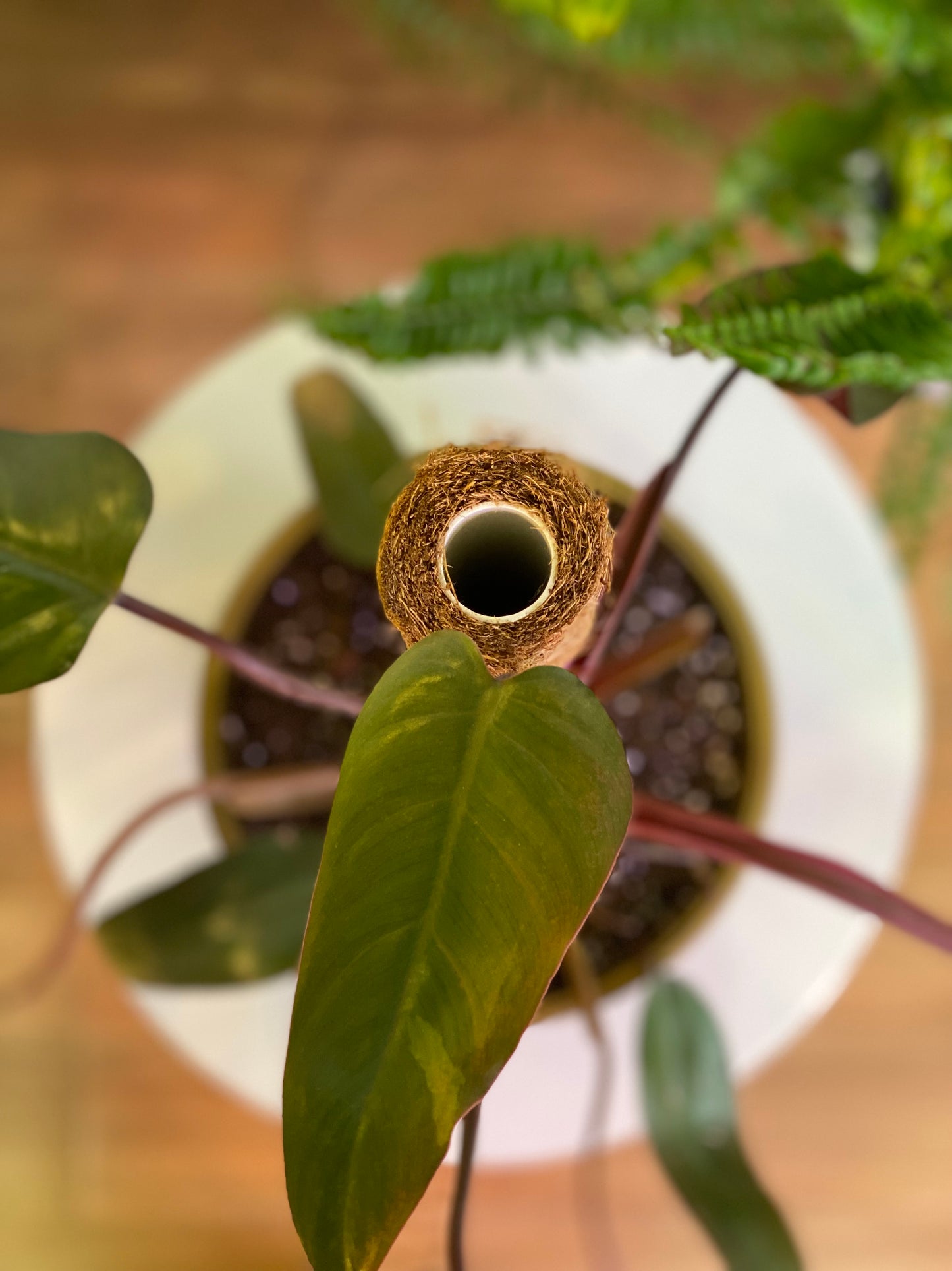 Tutores de fibra de coco