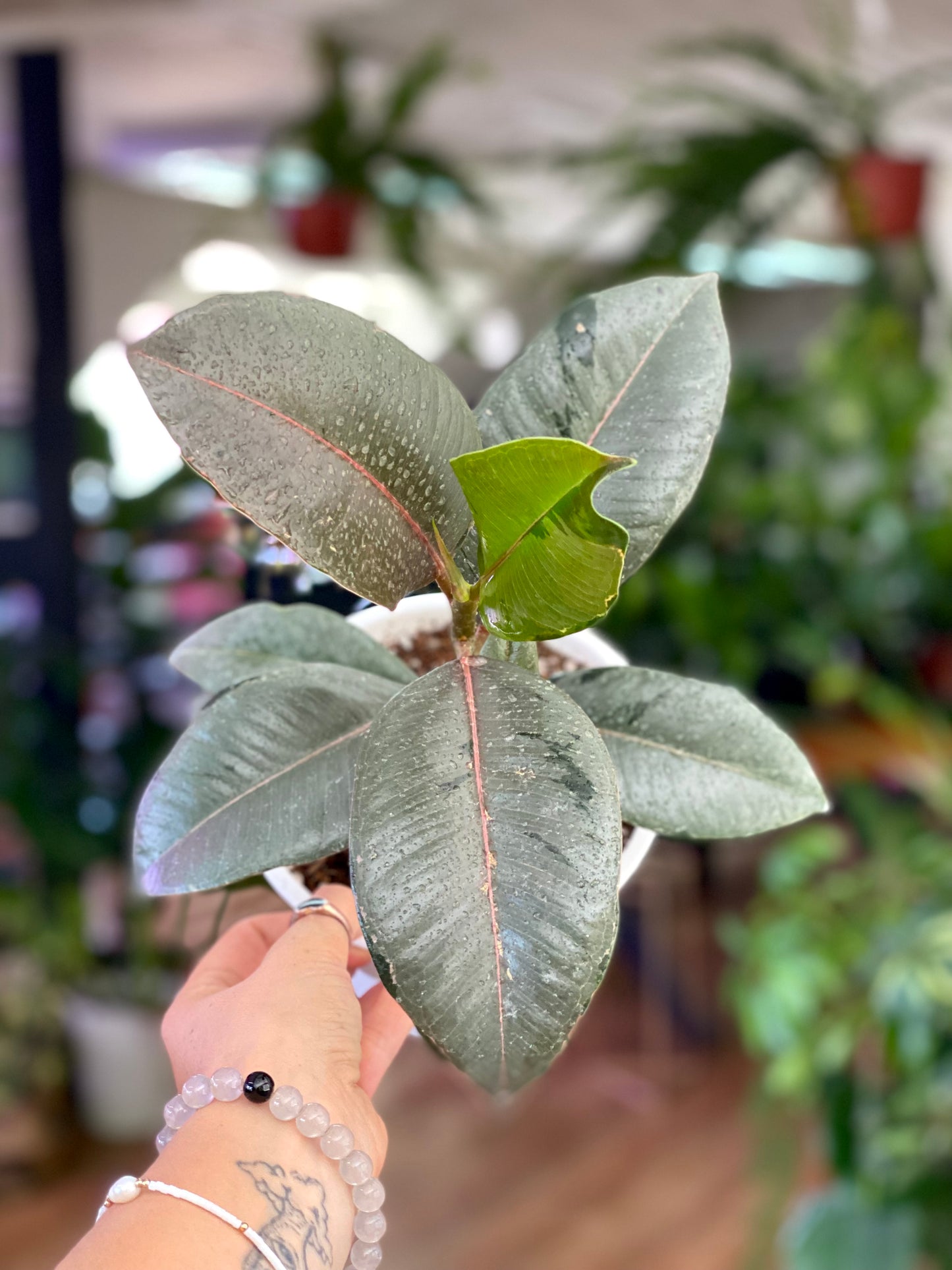 Ficus Elástica Doeschery - Gomero Doeschery