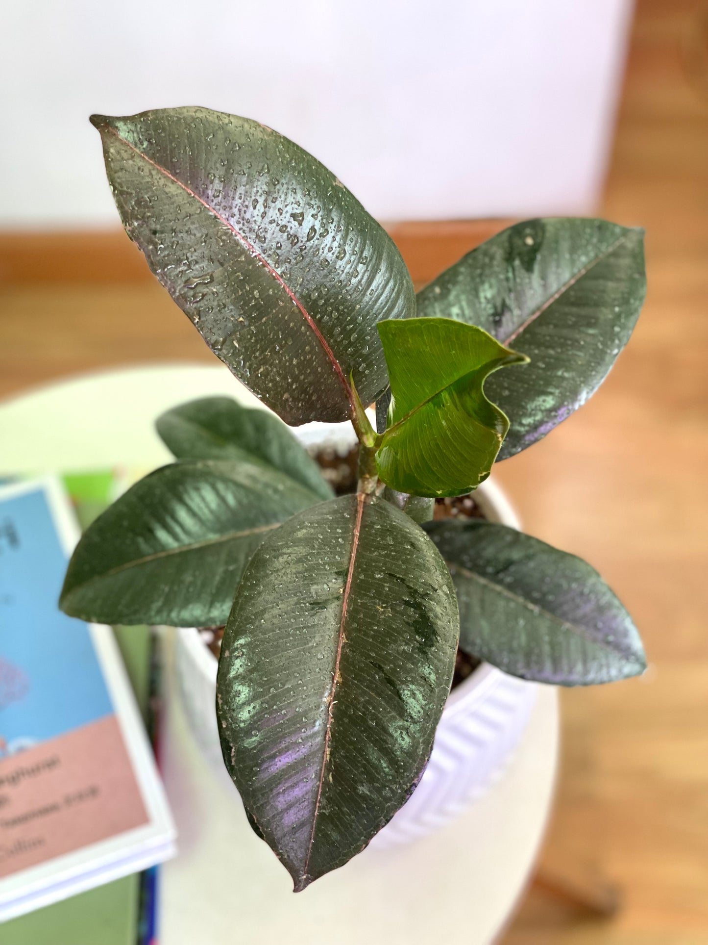 Ficus Elástica Doeschery - Gomero Doeschery