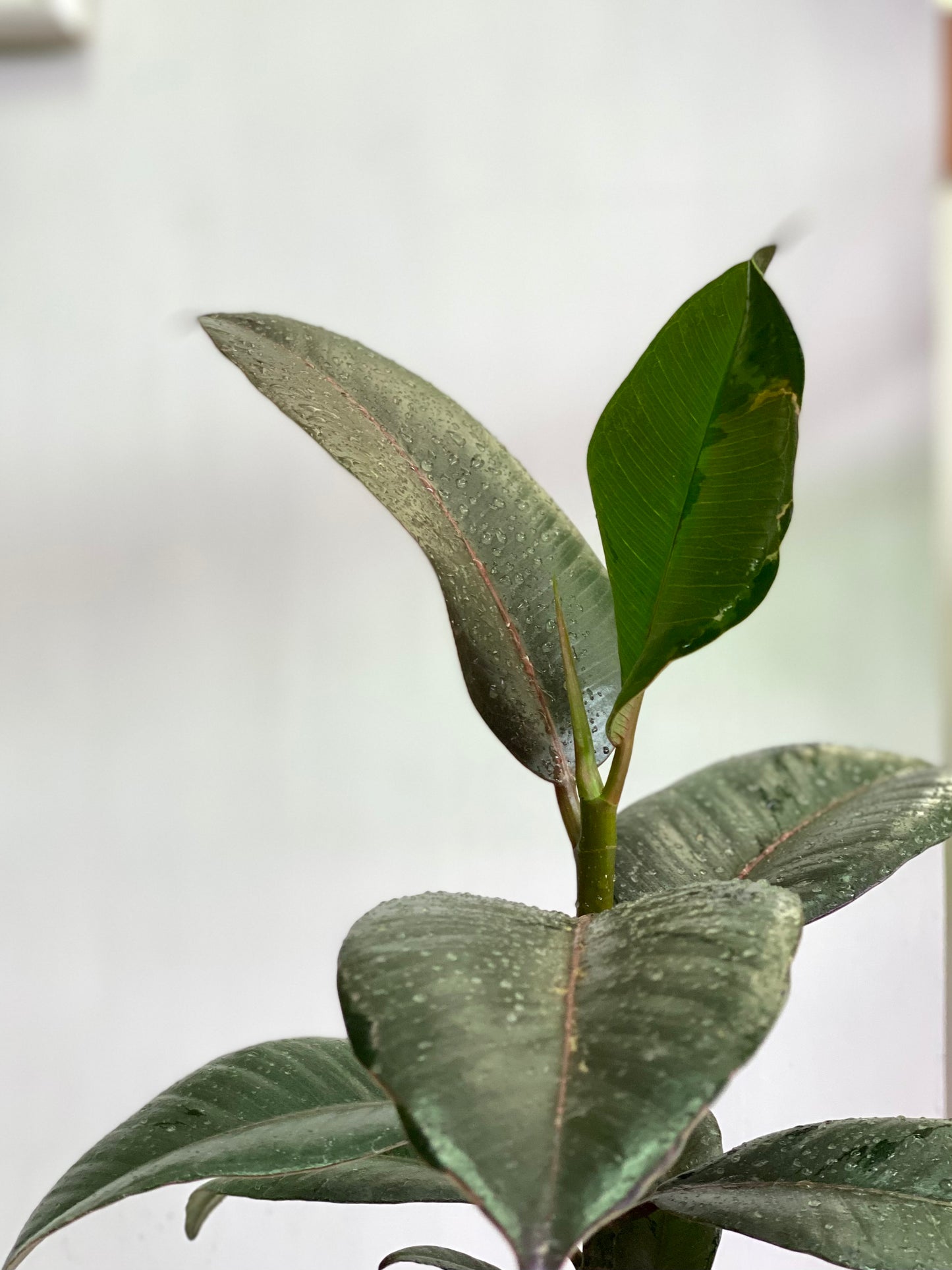 Ficus Elástica Doeschery - Gomero Doeschery