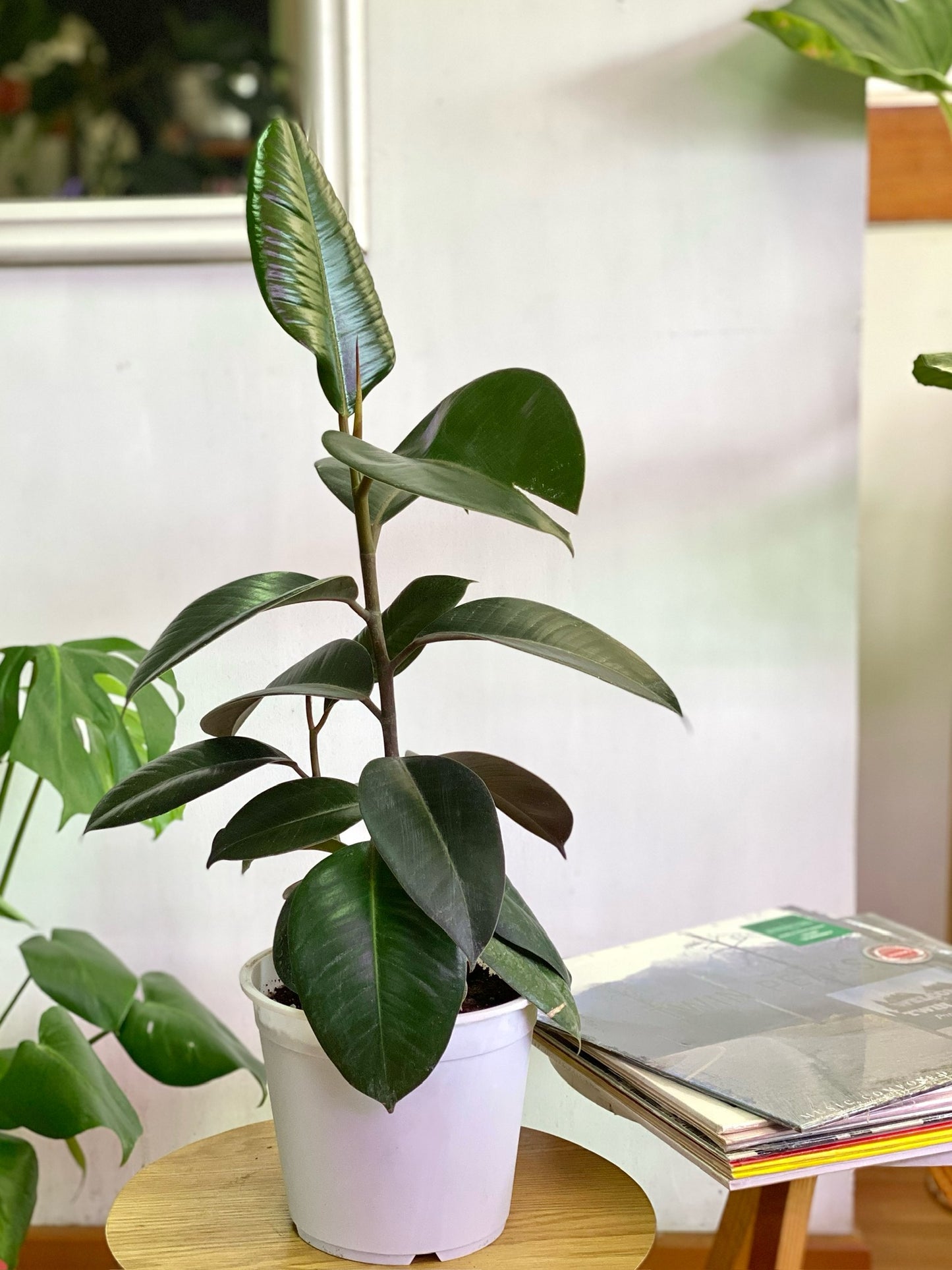 Ficus Elastica Burgundy - Gomero M