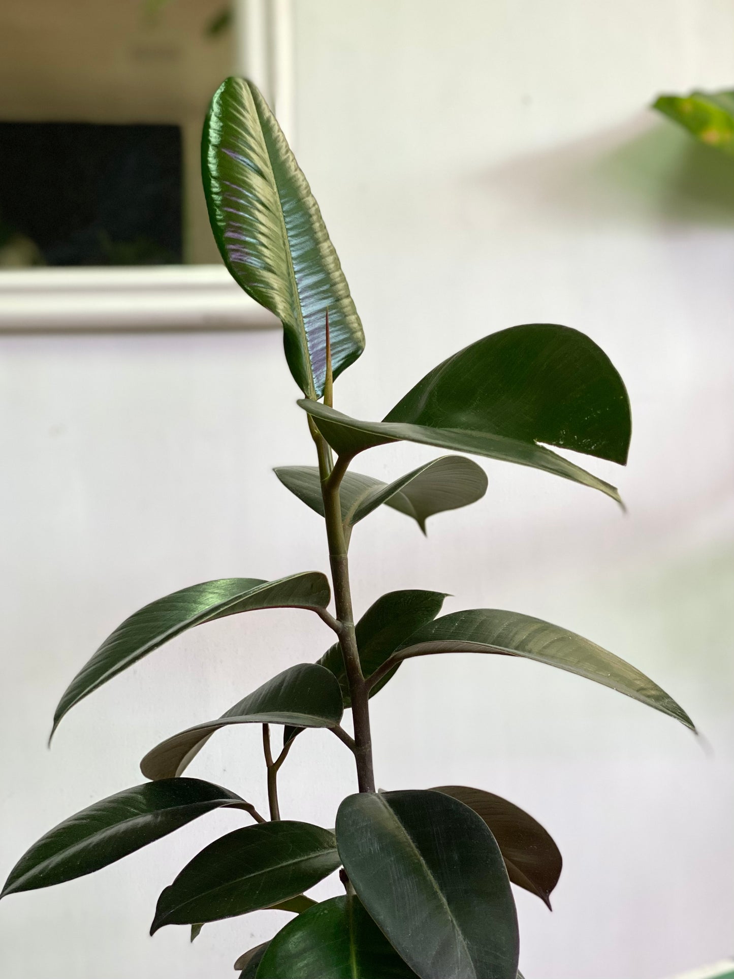 Ficus Elastica Burgundy - Gomero M