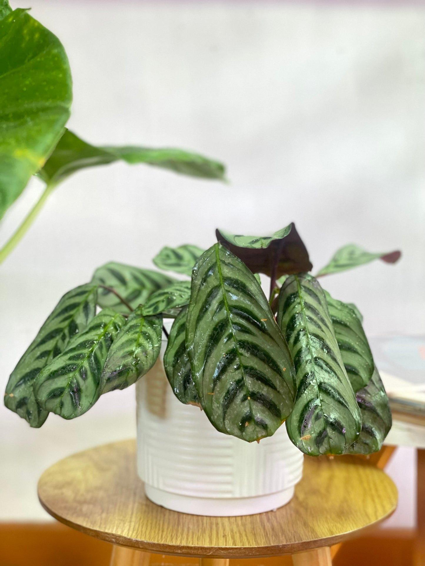 Calathea Cthenante Burle Marxii - Maranta Fishbone