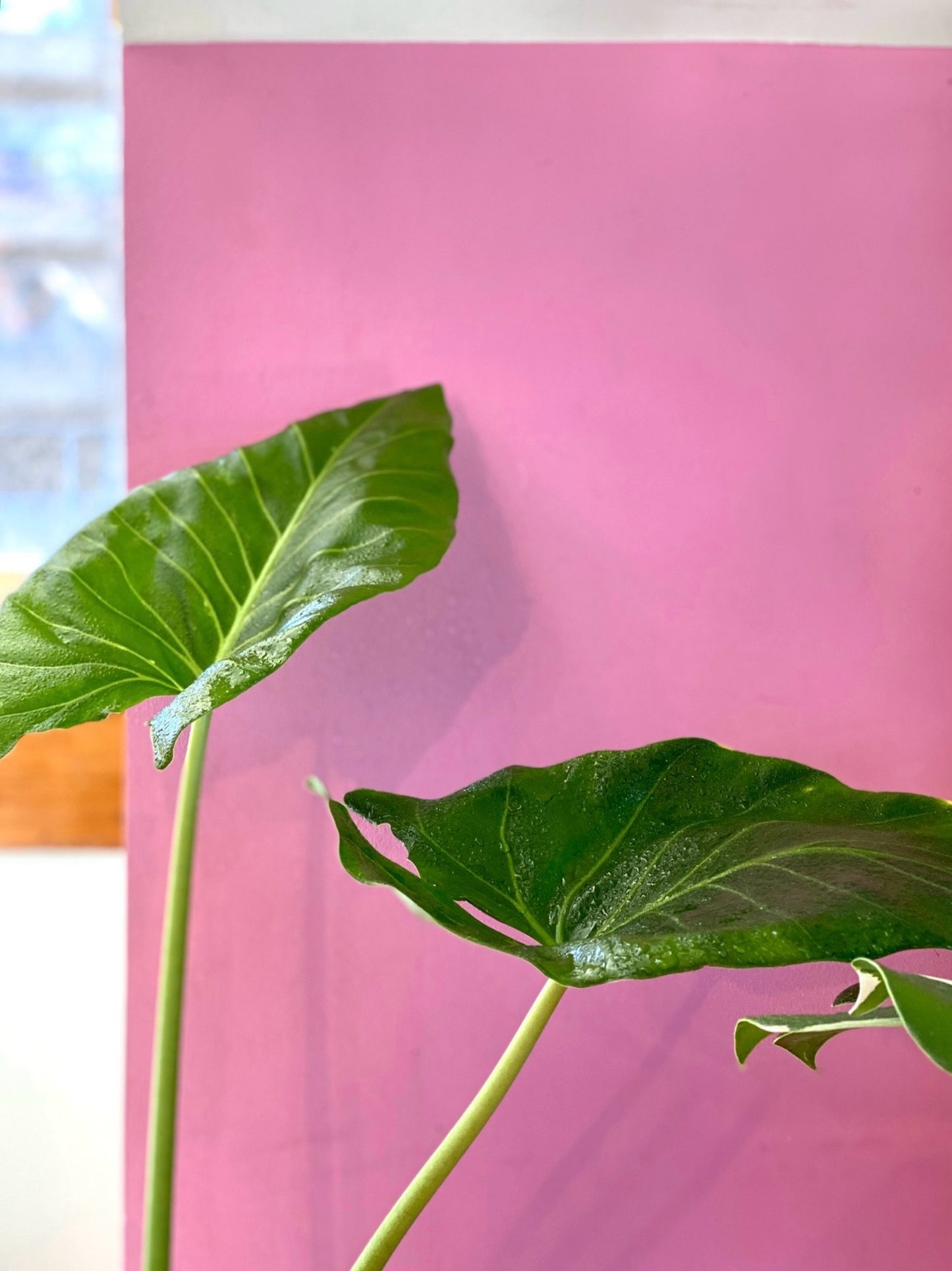 Alocasia Macrorrhiza - Manto De Eva S