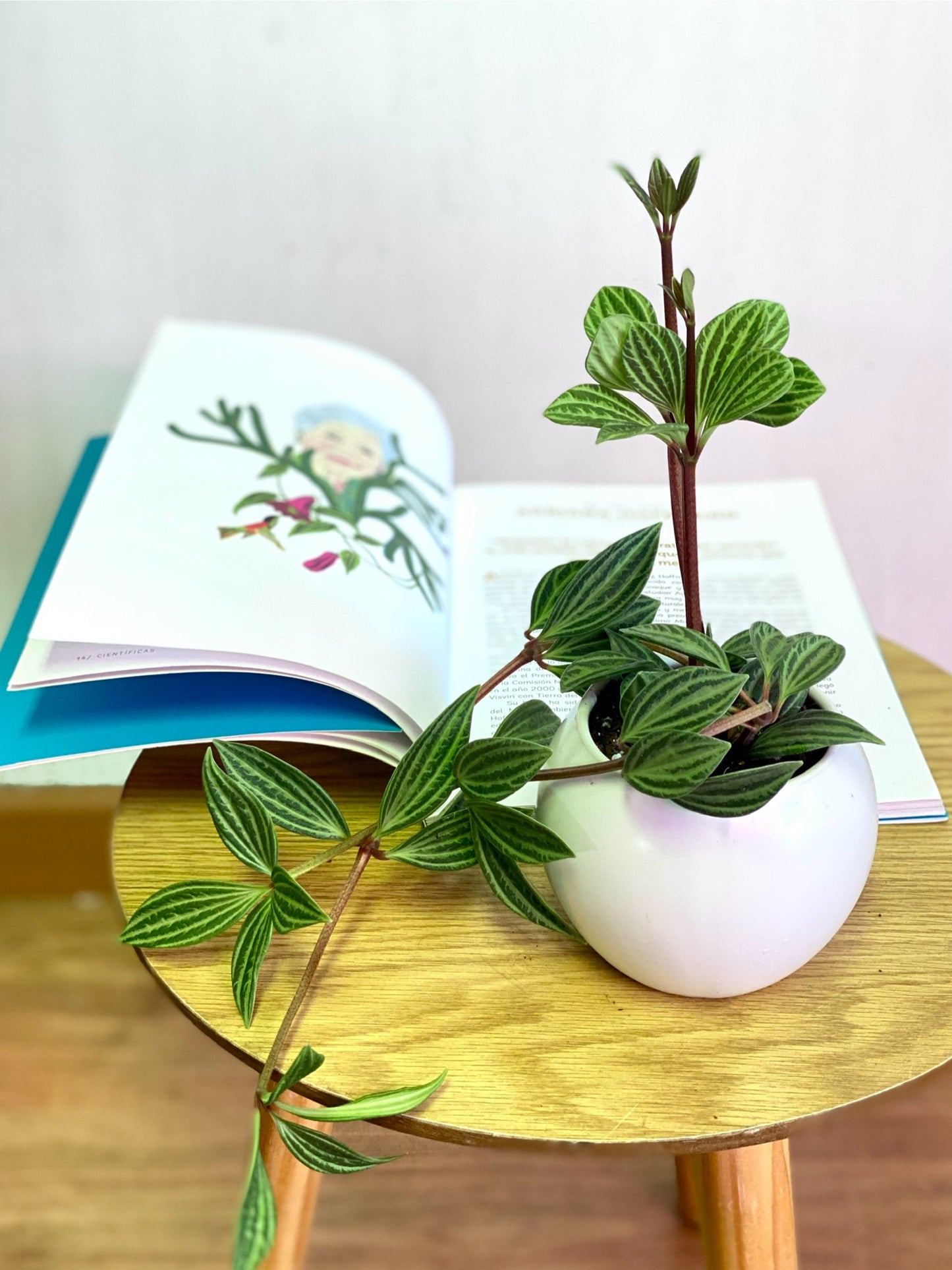 Peperomia Fosteri