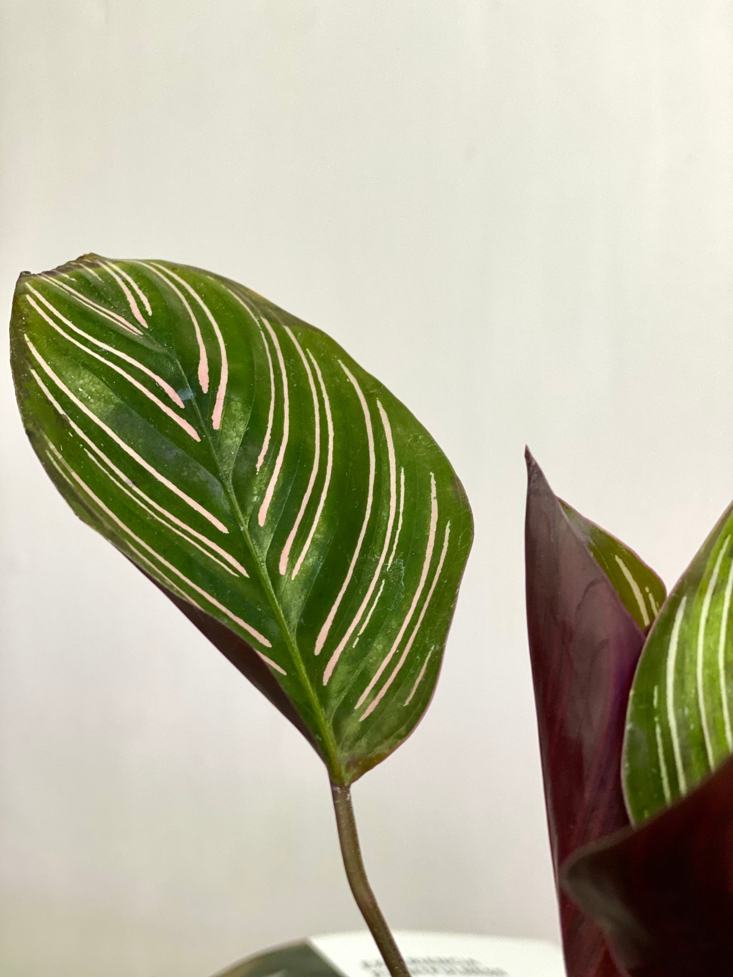 Calathea Ornata Sanderiana
