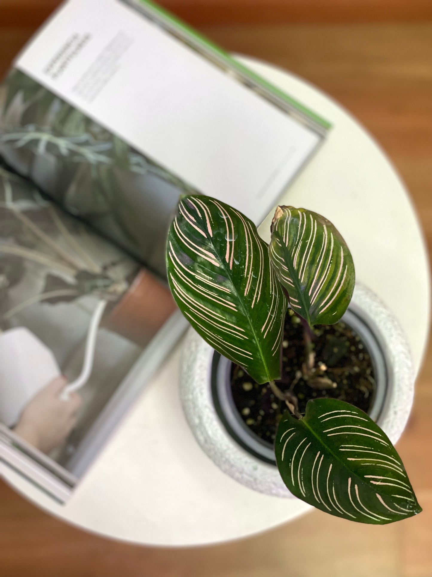 Calathea Ornata Sanderiana