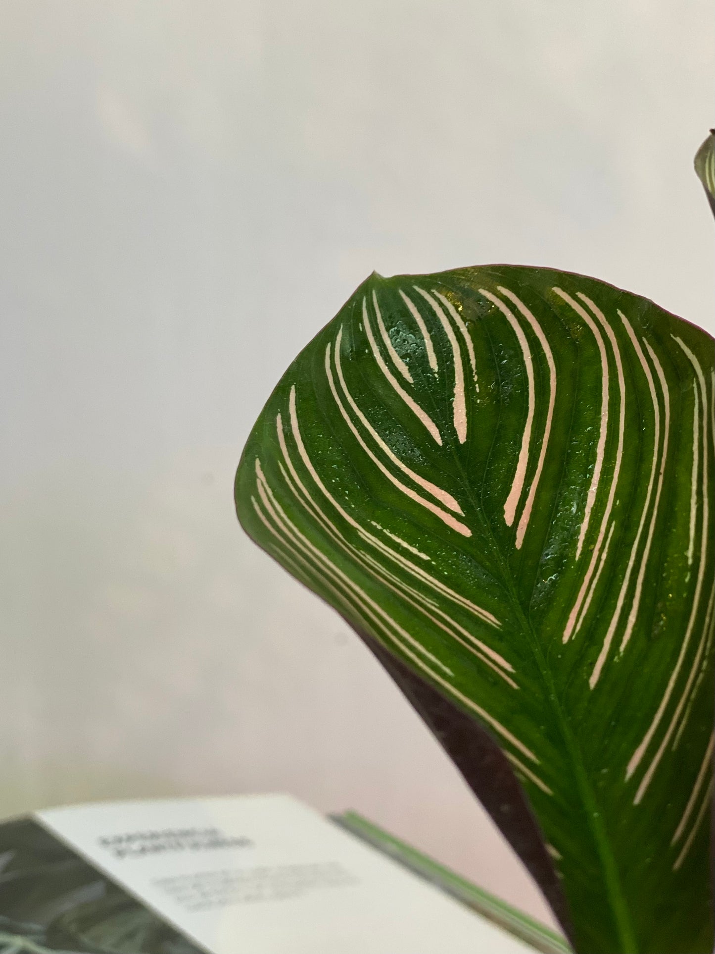 Calathea Ornata Sanderiana