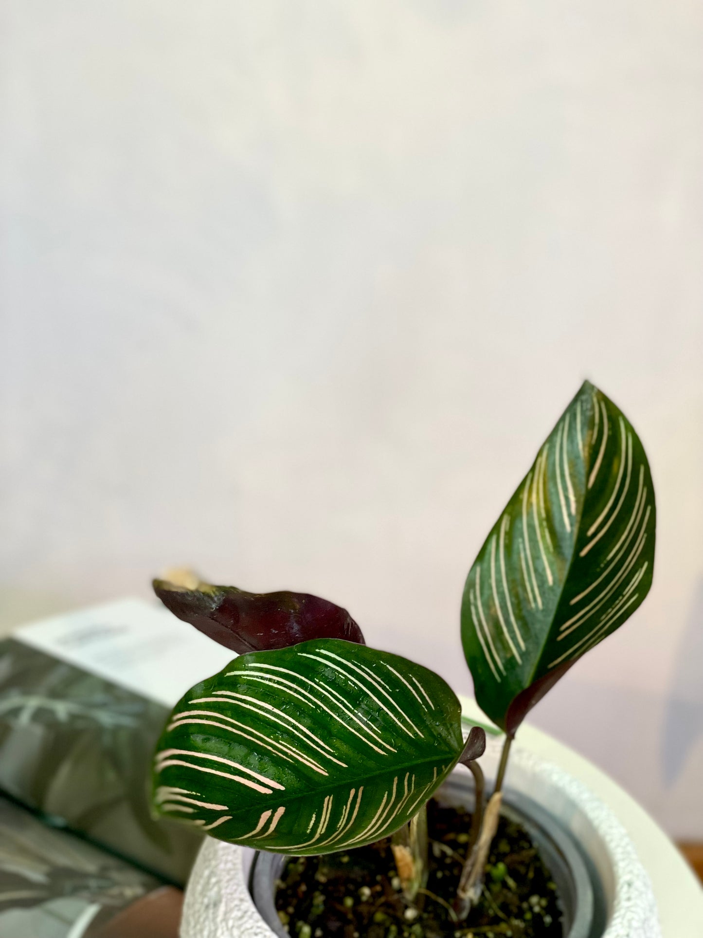 Calathea Ornata Sanderiana