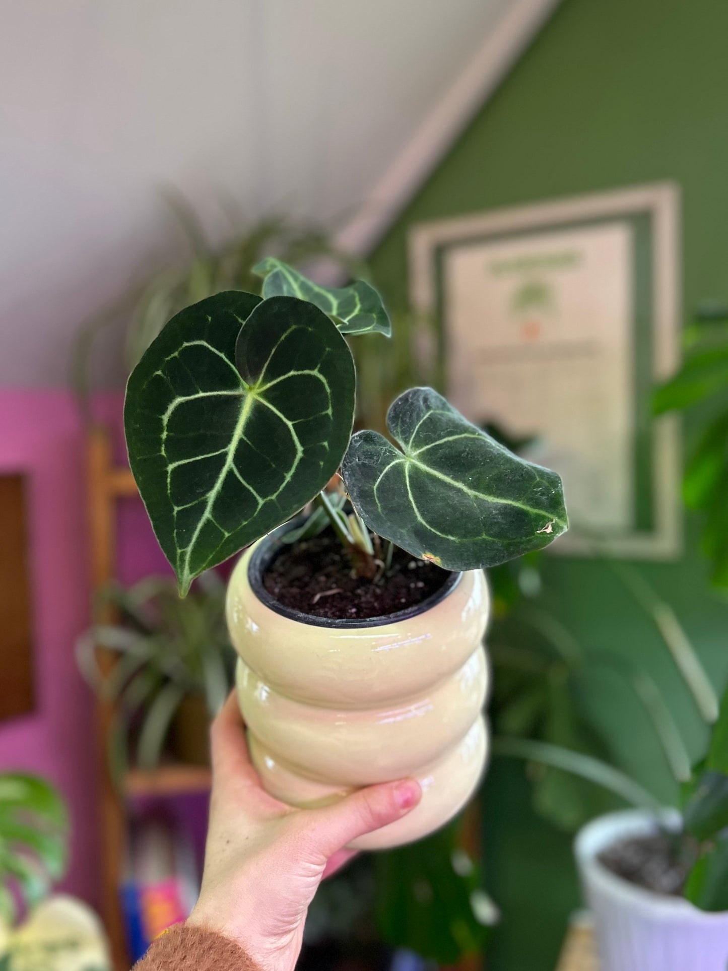 Anthurium Clarinervium