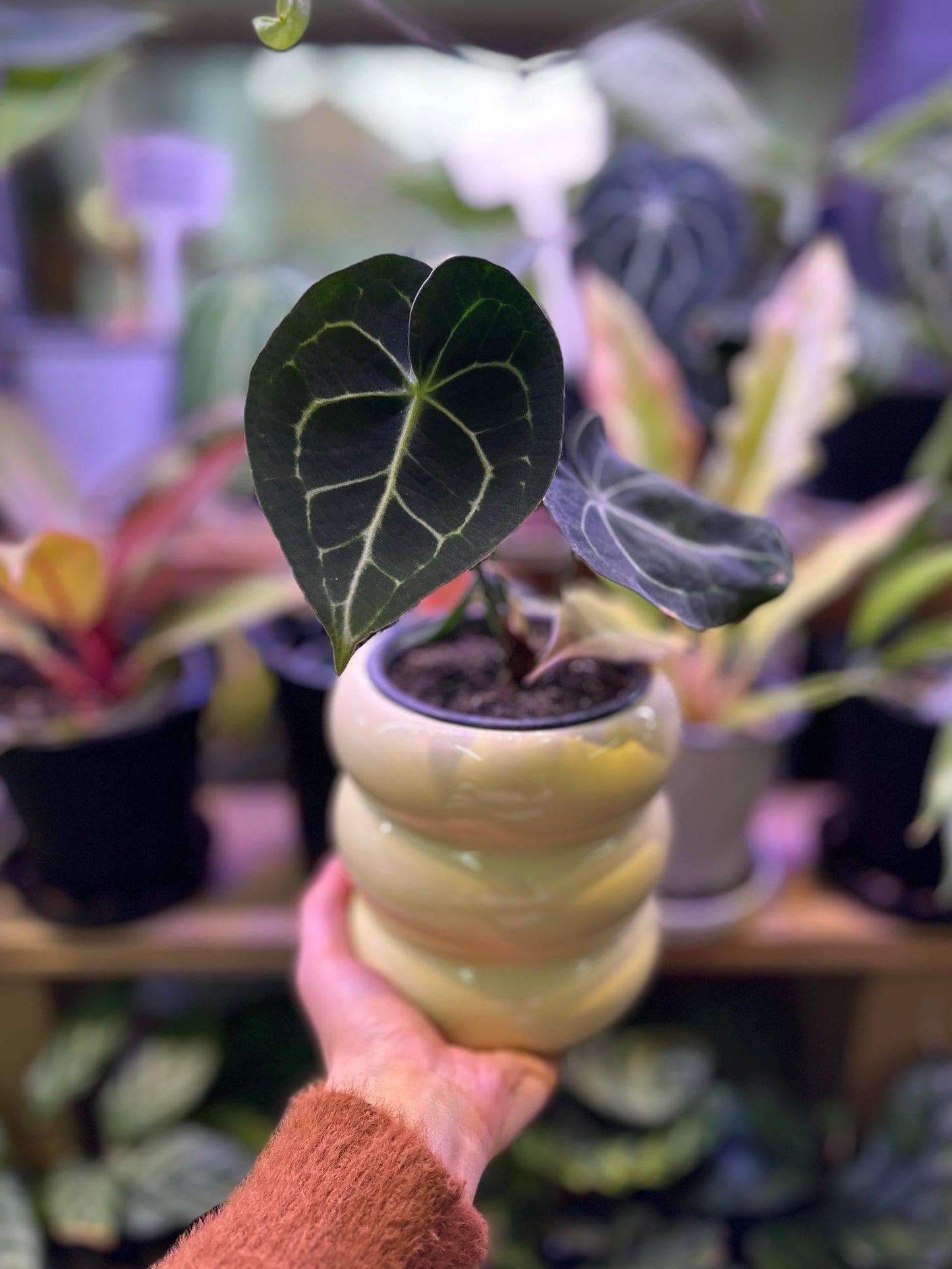 Anthurium Clarinervium