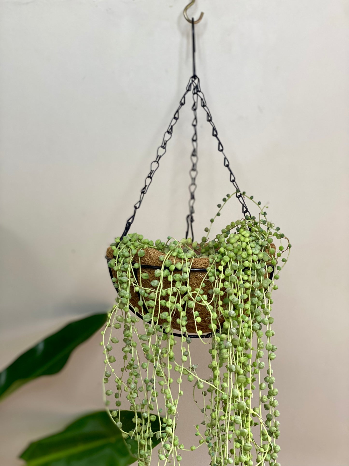Maceta colgante de fibra de coco