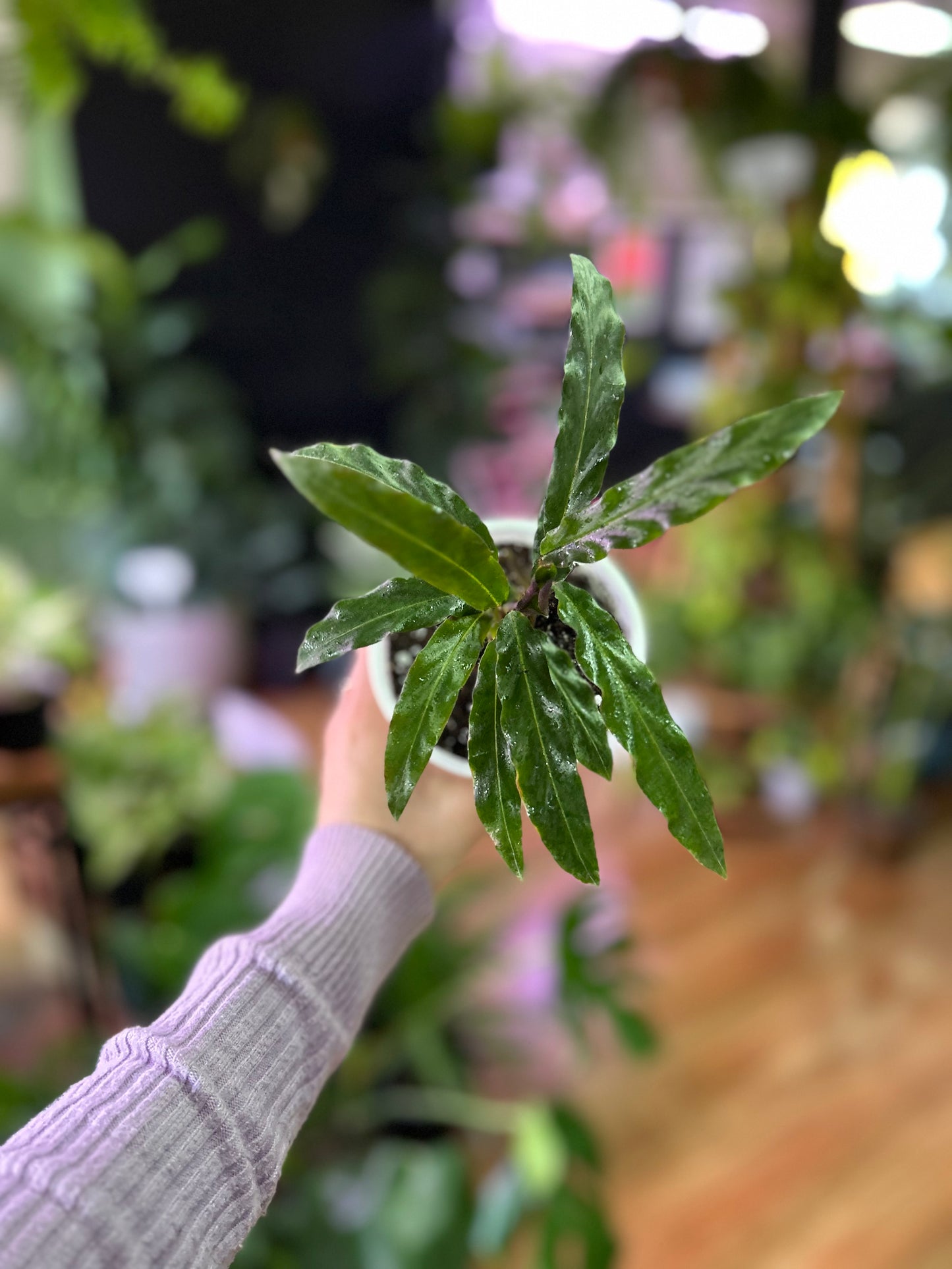 Calathea Rubifarda