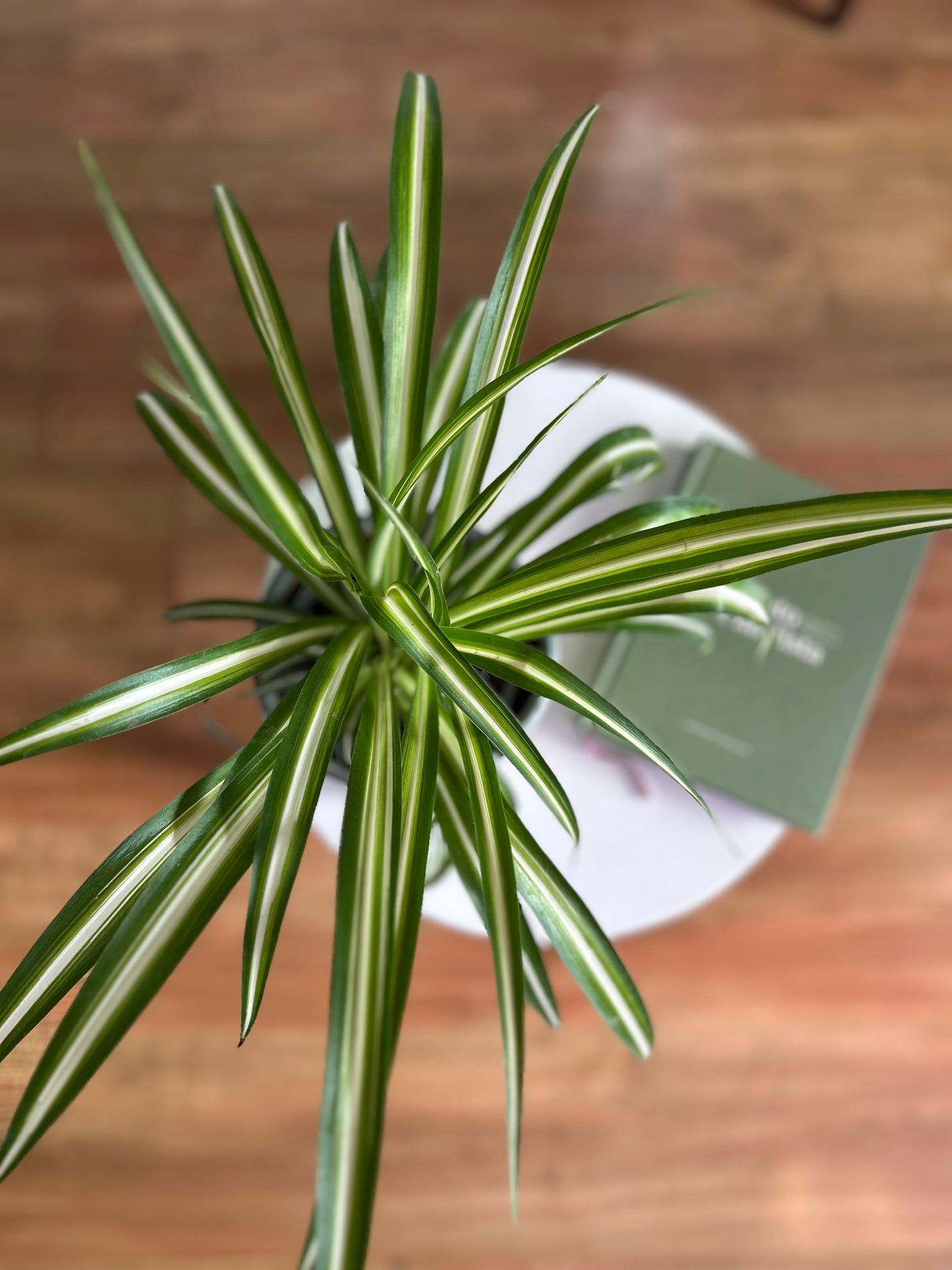 Chlorophytum Comosum o Planta Cinta