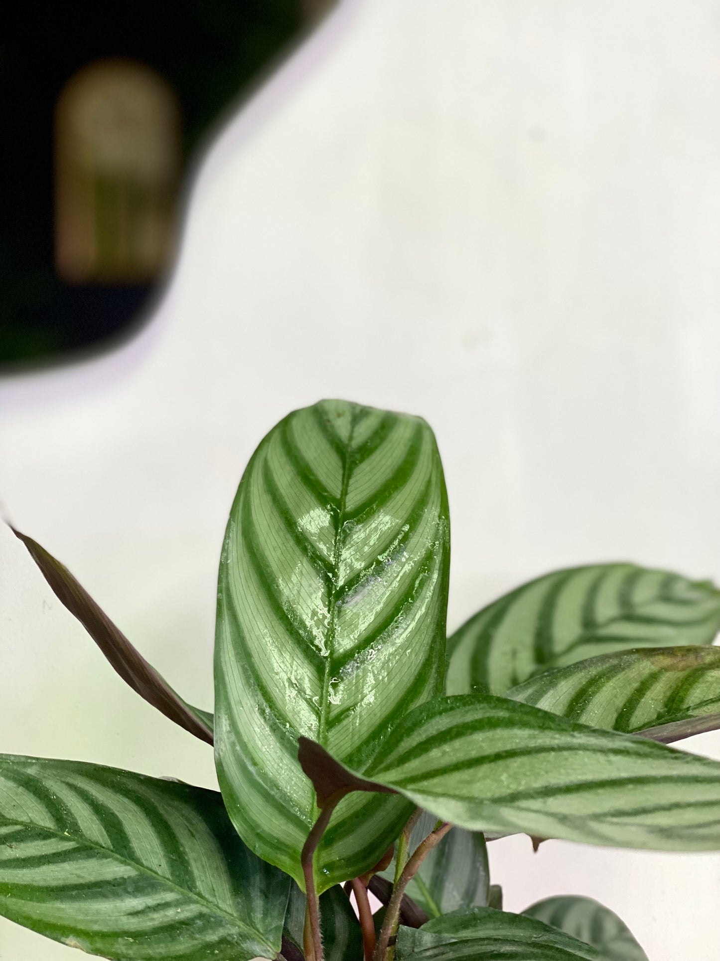 Calathea Ctenanthe Setosa o Papel de Música