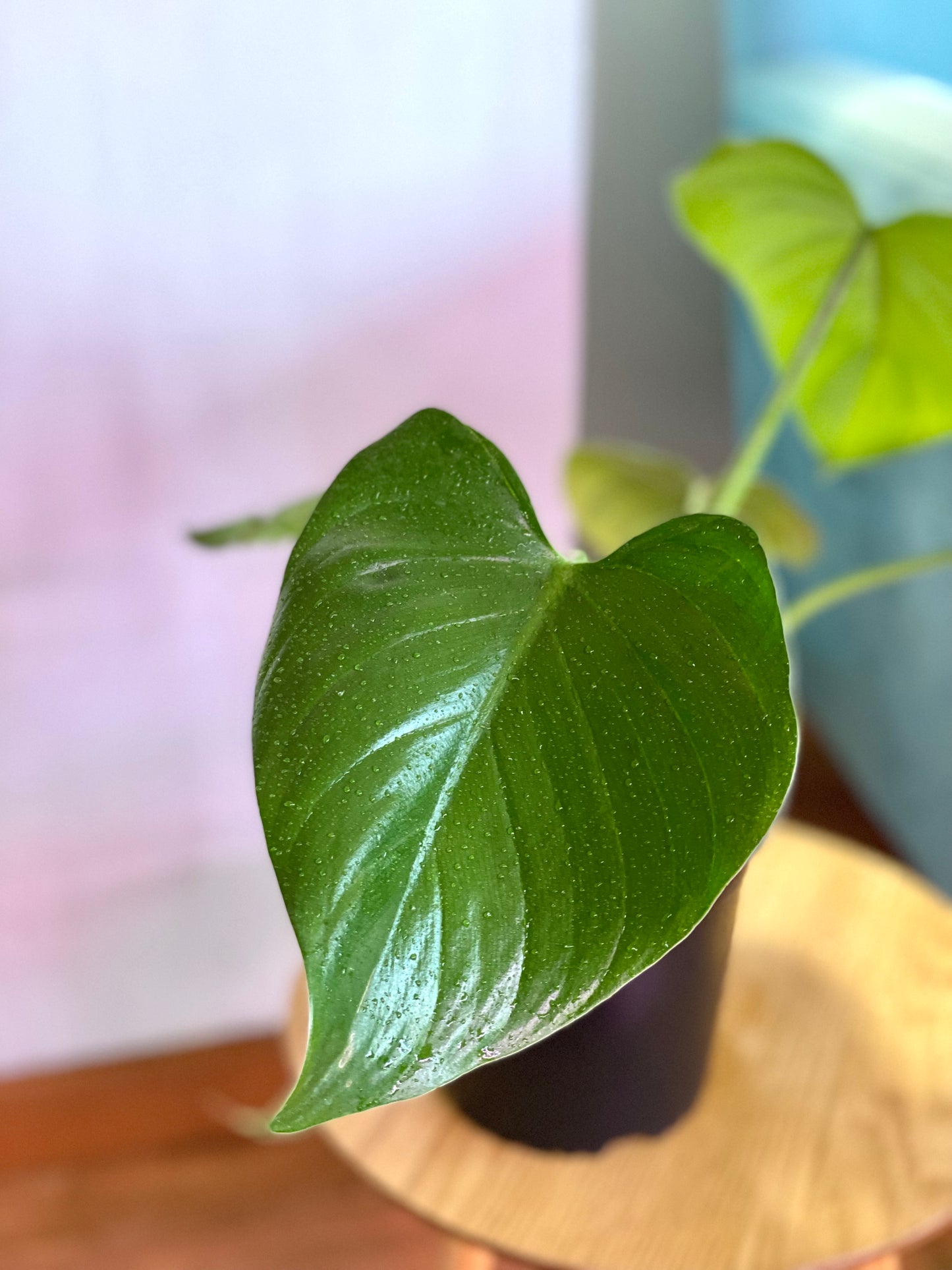 Filodendro Fragans S