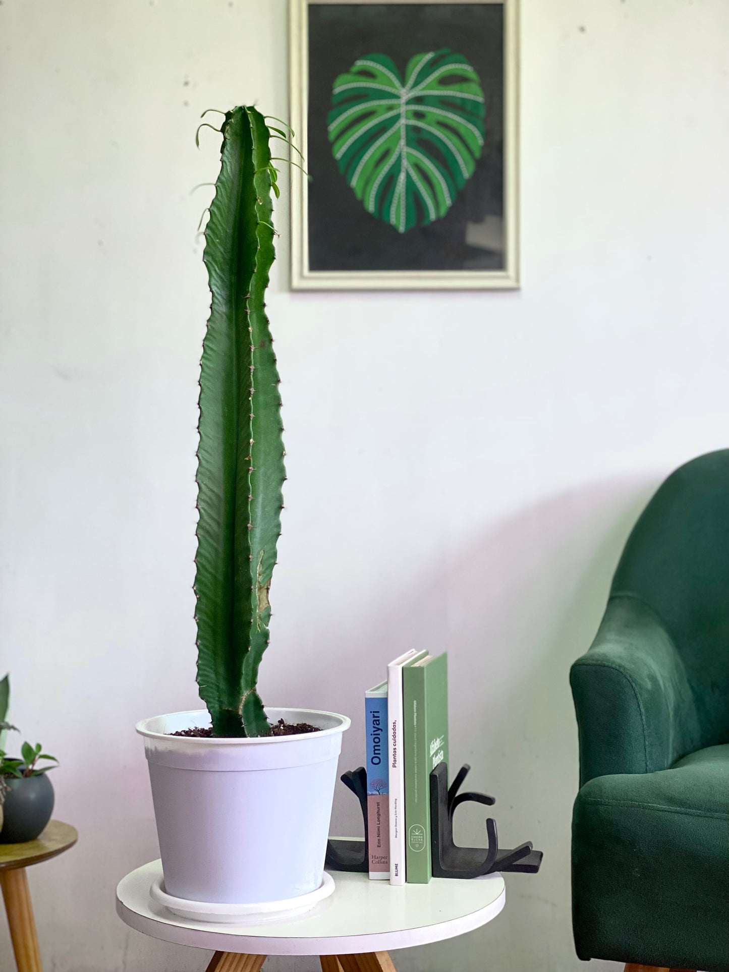 Euphorbia trigona