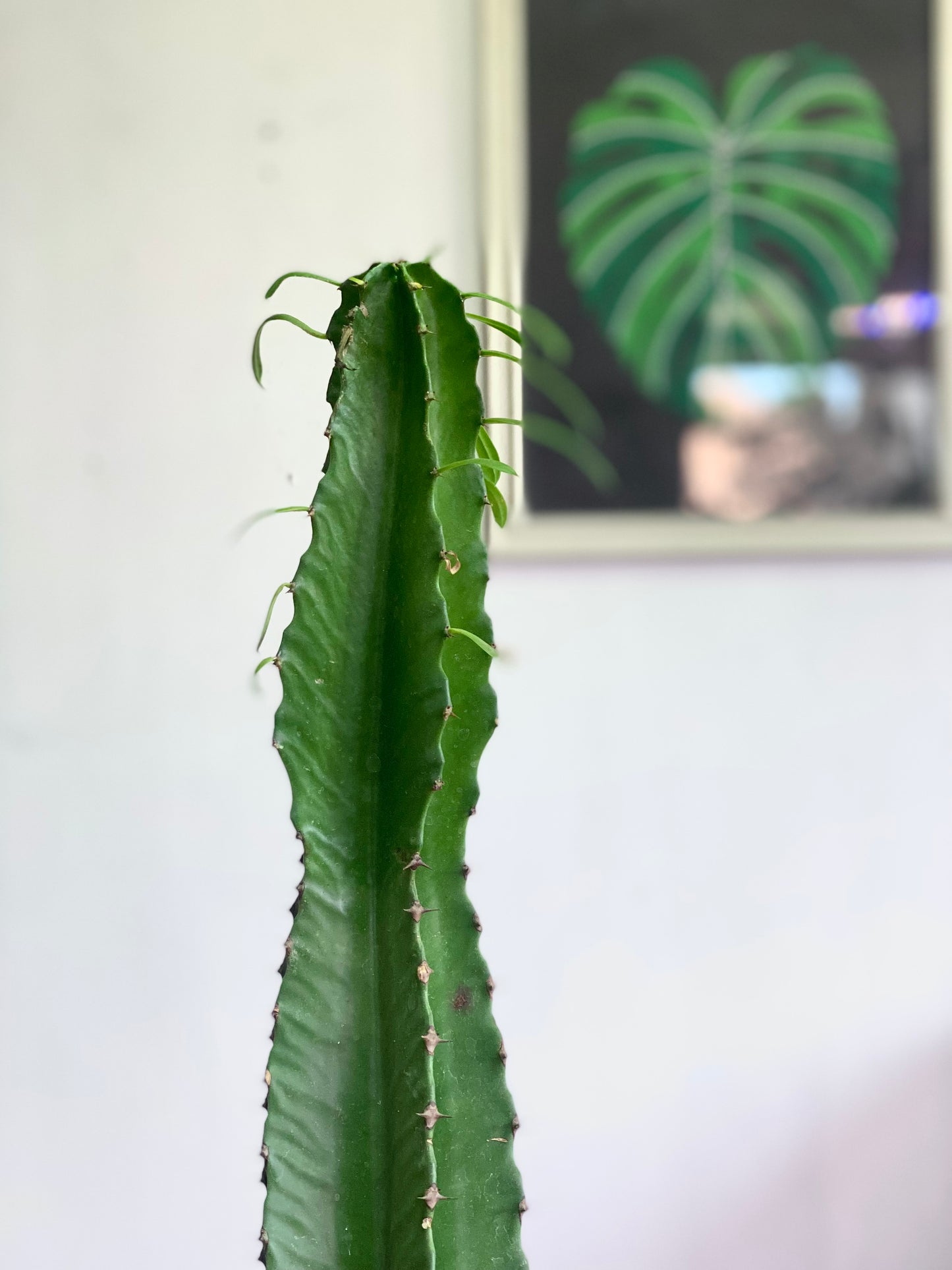 Euphorbia trigona