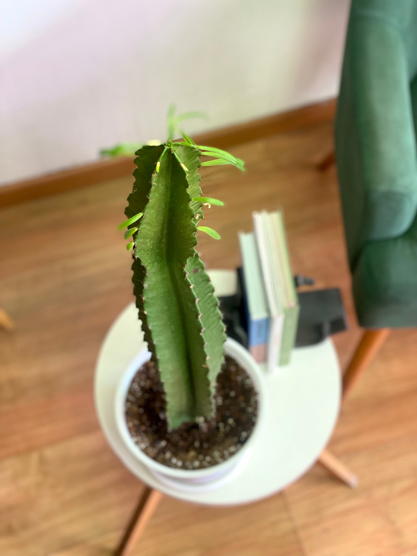 Euphorbia trigona