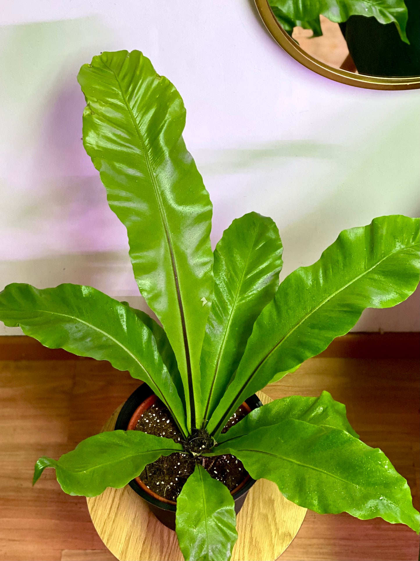 Helecho Asplenium Nidus - Nido de Aguila M