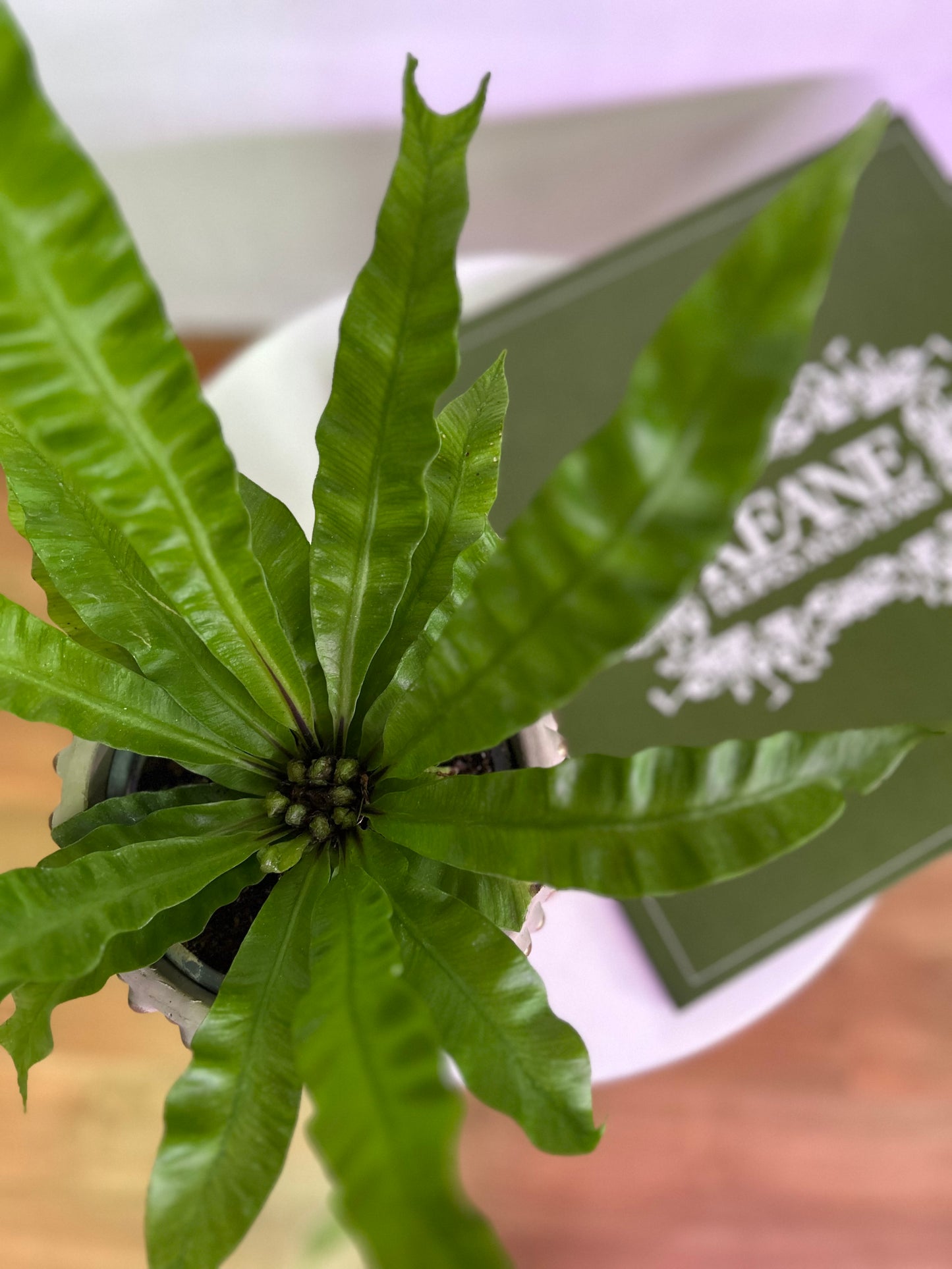 Helecho Asplenium Nidus Crispy Wave