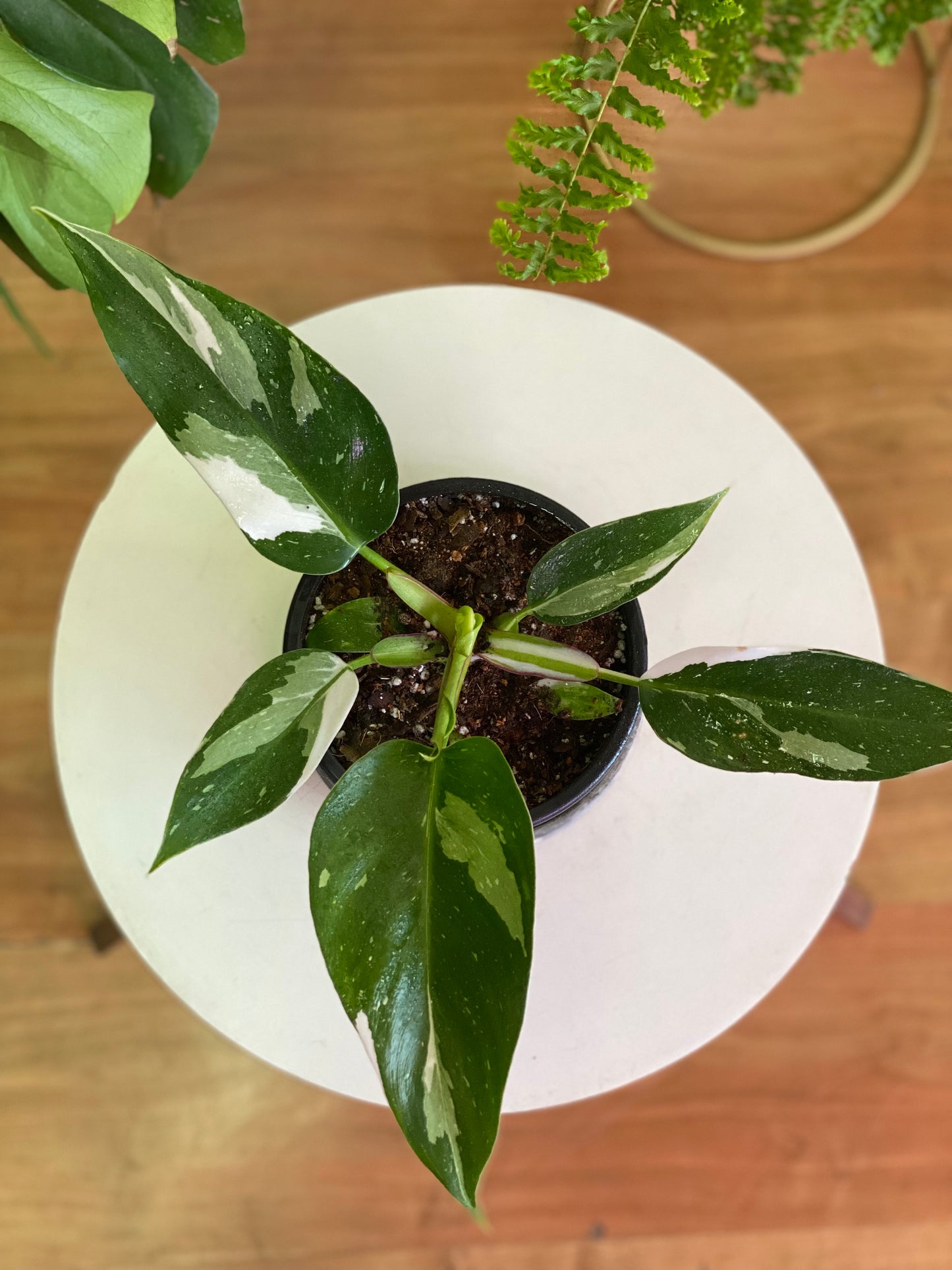 Filodendro White Princess