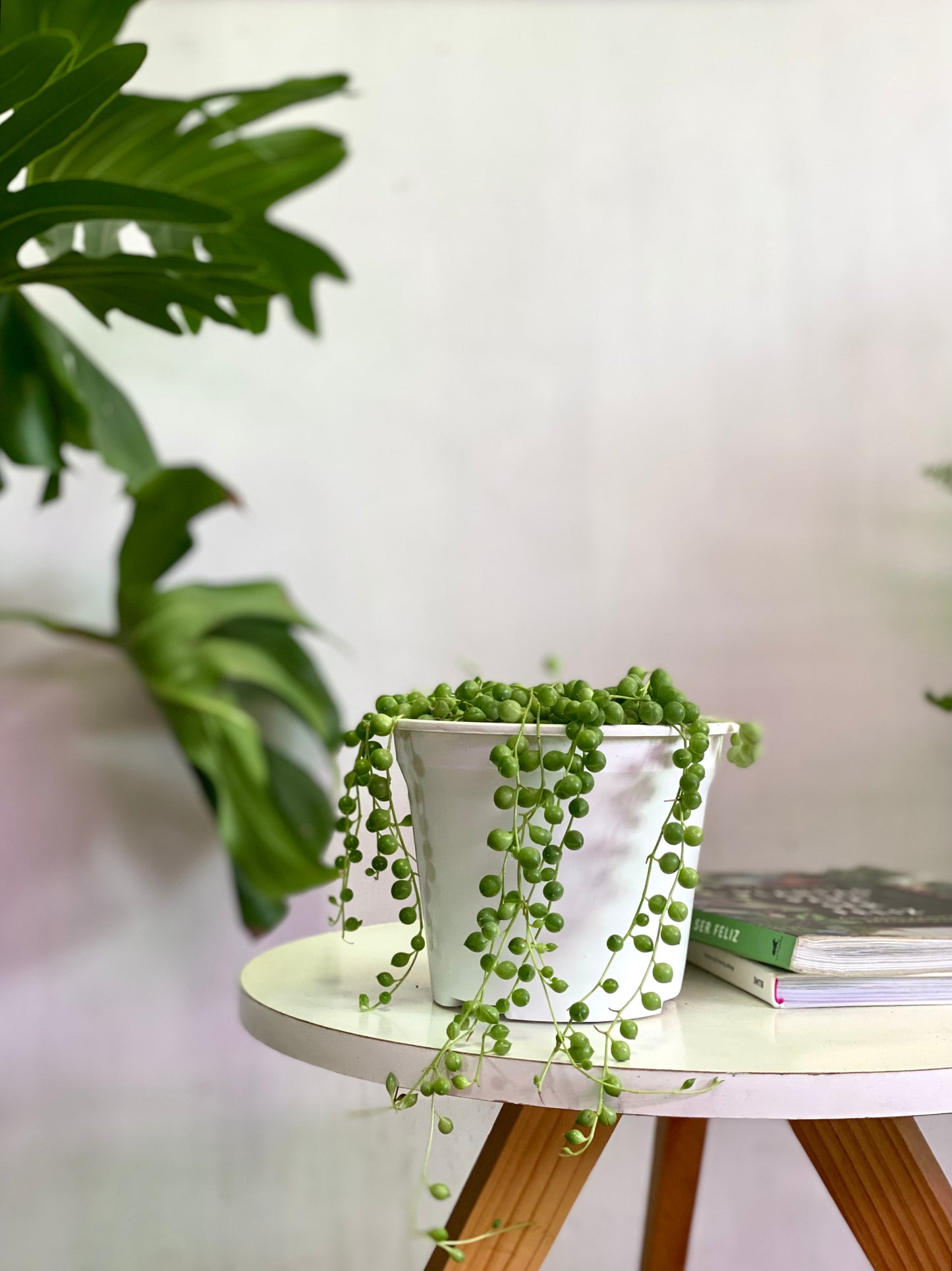 Senecio Rowleyanus - Collar De Perlas o Rosario