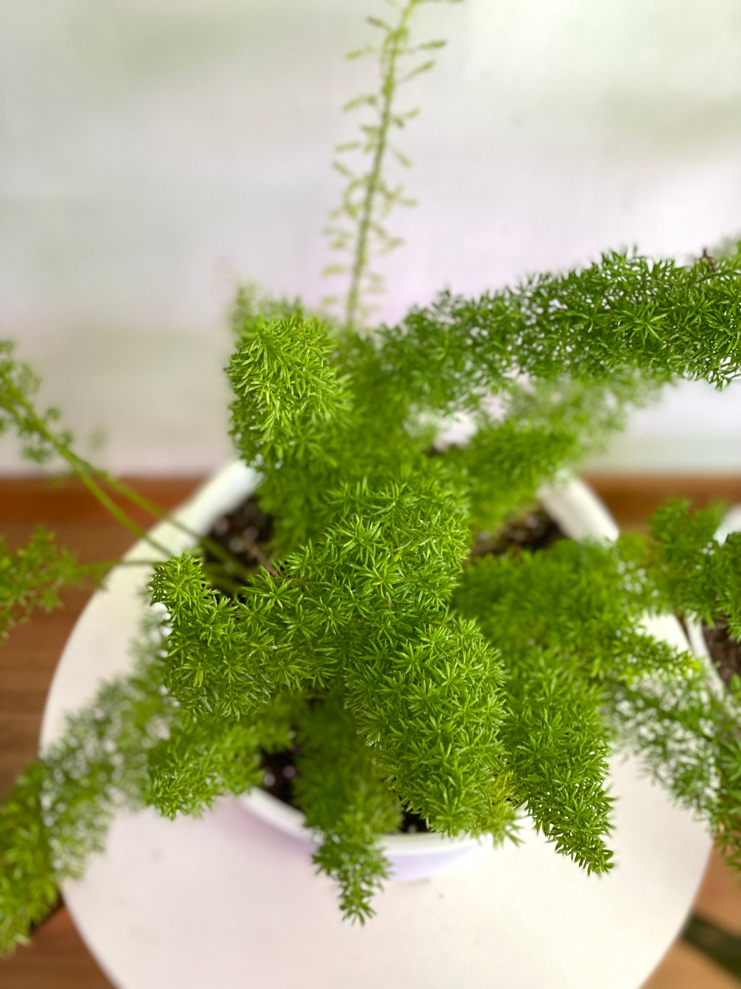 Asparagus Aethiopicus, Helecho Myersii o Cola de Zorro