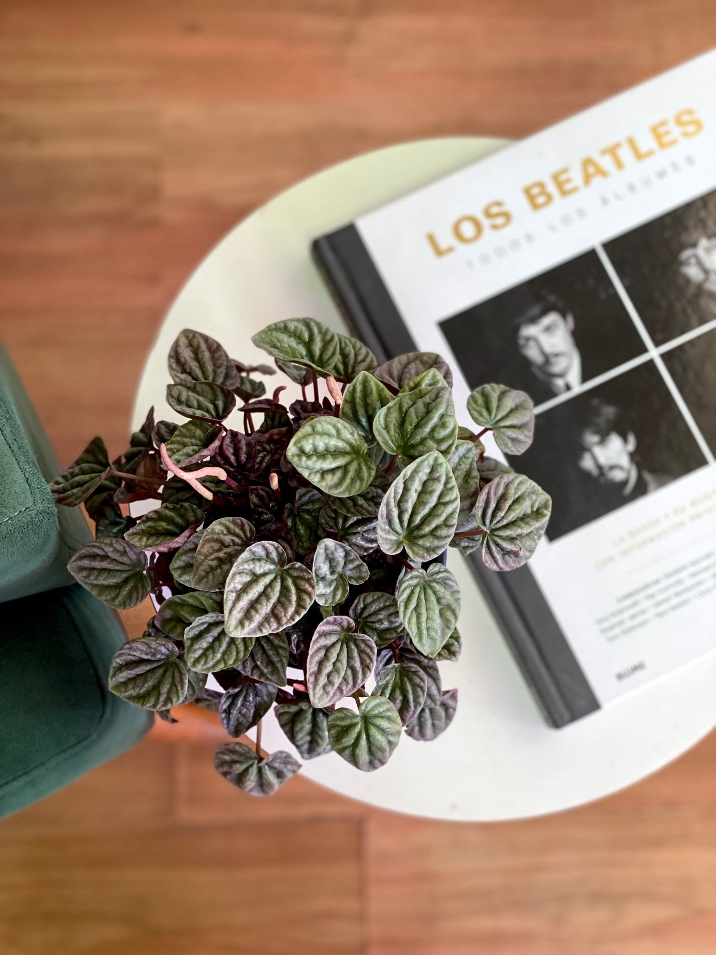 Peperomia Caperata roja