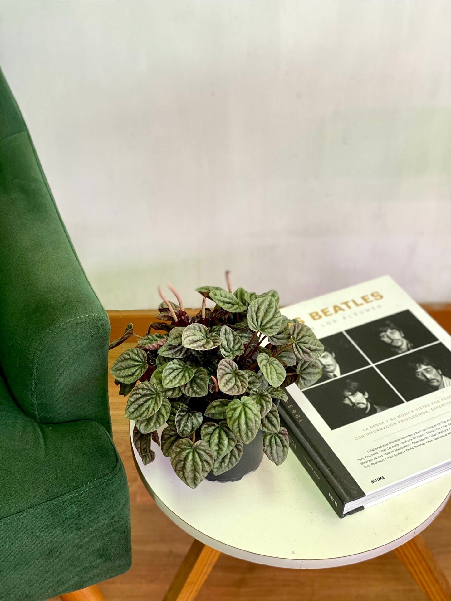 Peperomia Caperata roja