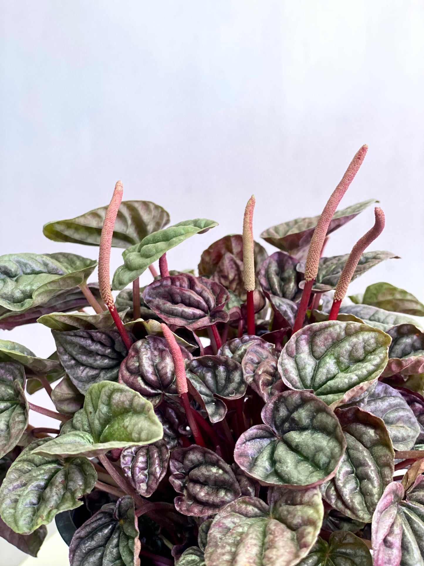 Peperomia Caperata roja