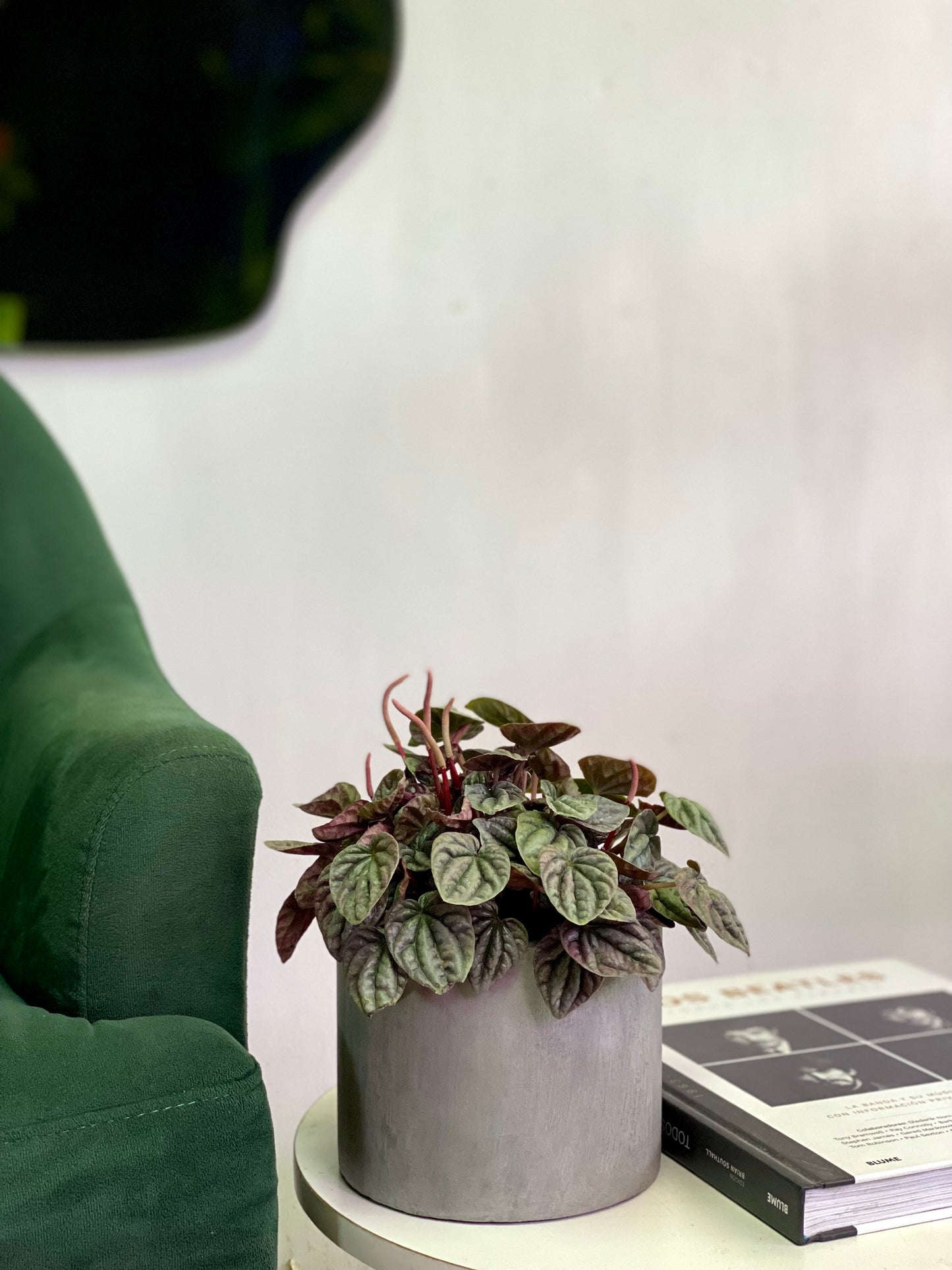 Peperomia Caperata roja
