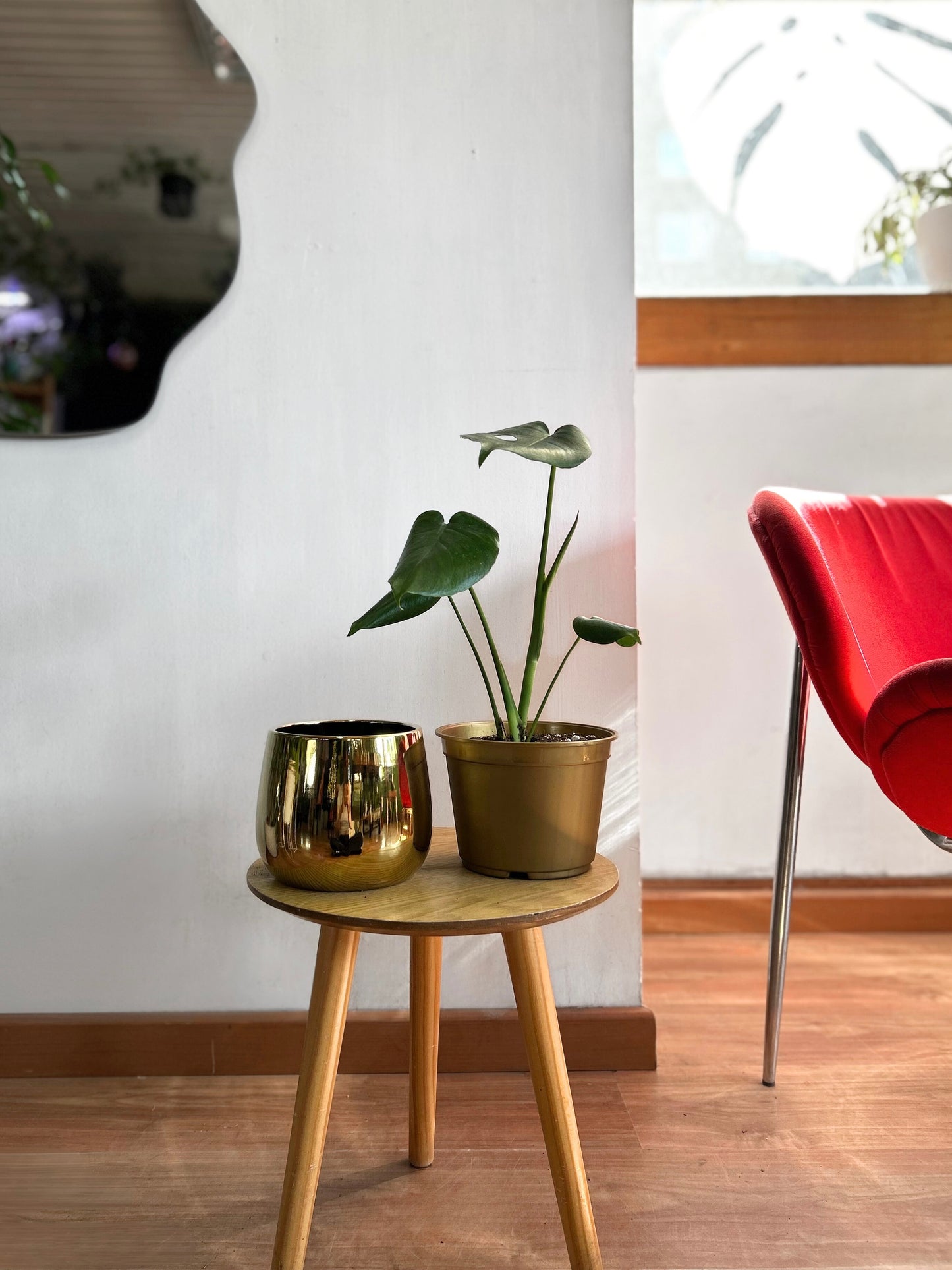 Pack de Monstera deliciosa con macetero de cerámica, una combinación elegante y moderna que aporta frescura y estilo a cualquier ambiente interior. Ideal para destacar en livings, oficinas o espacios luminosos.