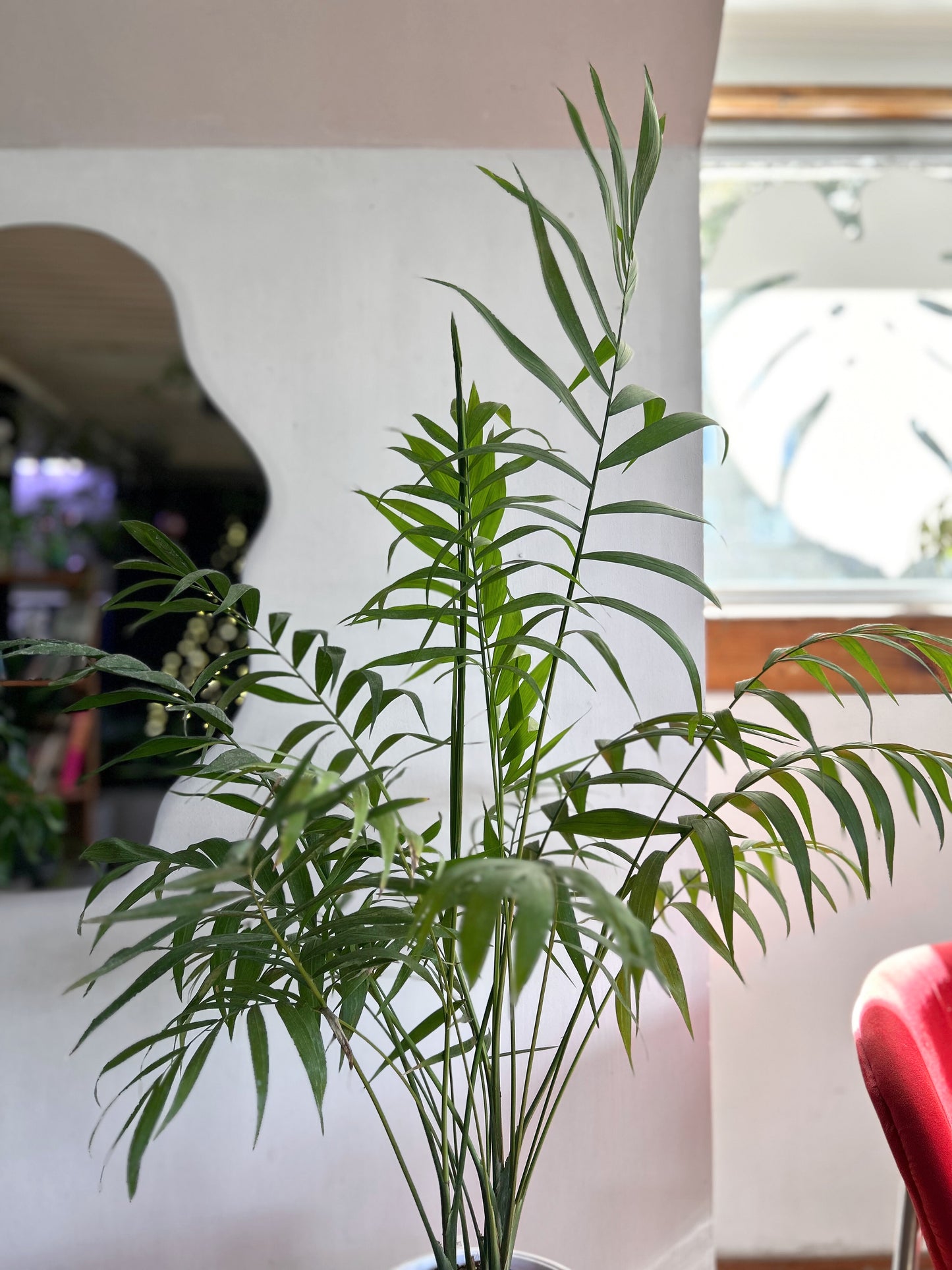 Pack de planta de interior Palmera con pedestal incluido, ideal para elevar la decoración y dar protagonismo a tus espacios. Perfecto para living, dormitorio u oficina, combinando diseño y naturaleza en un solo conjunto.