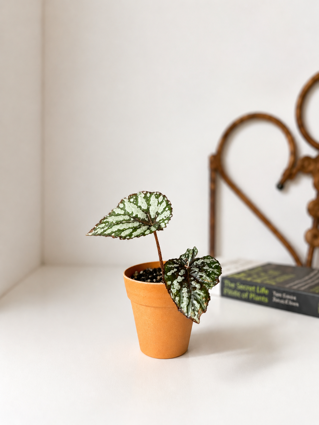 Plantin begonia rex planta interior macetero decorativo decoración botanica