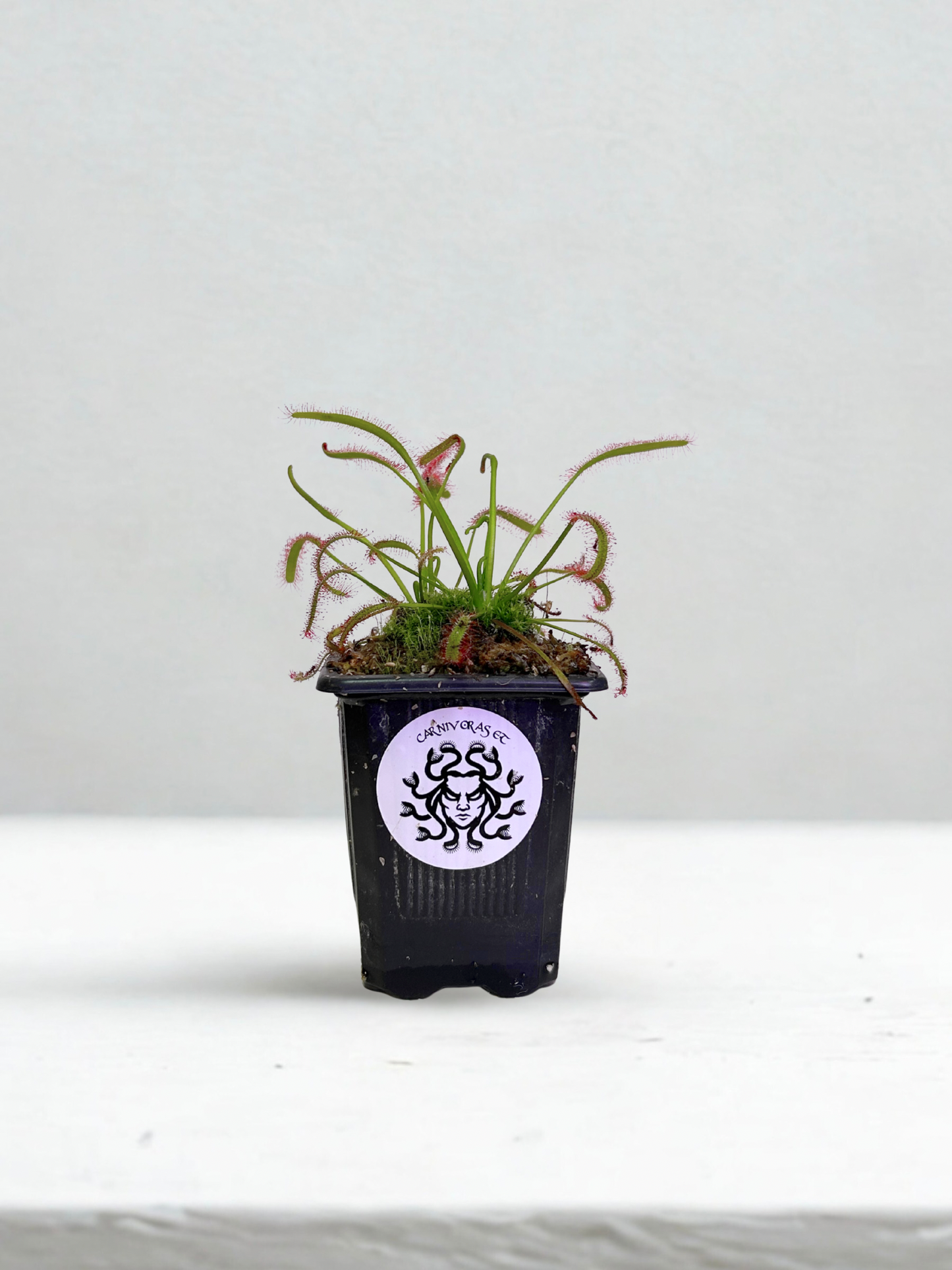 Drosera