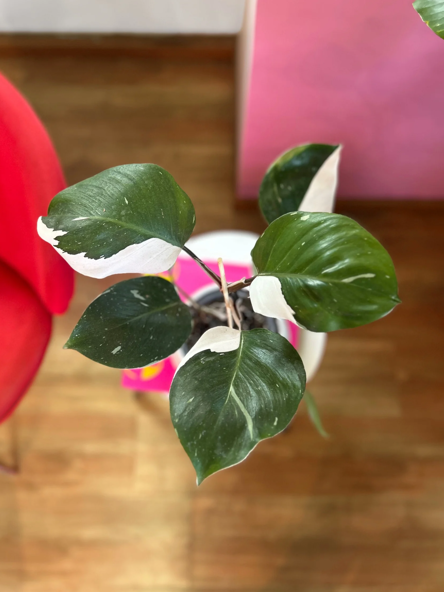 Filodendro White Knight L