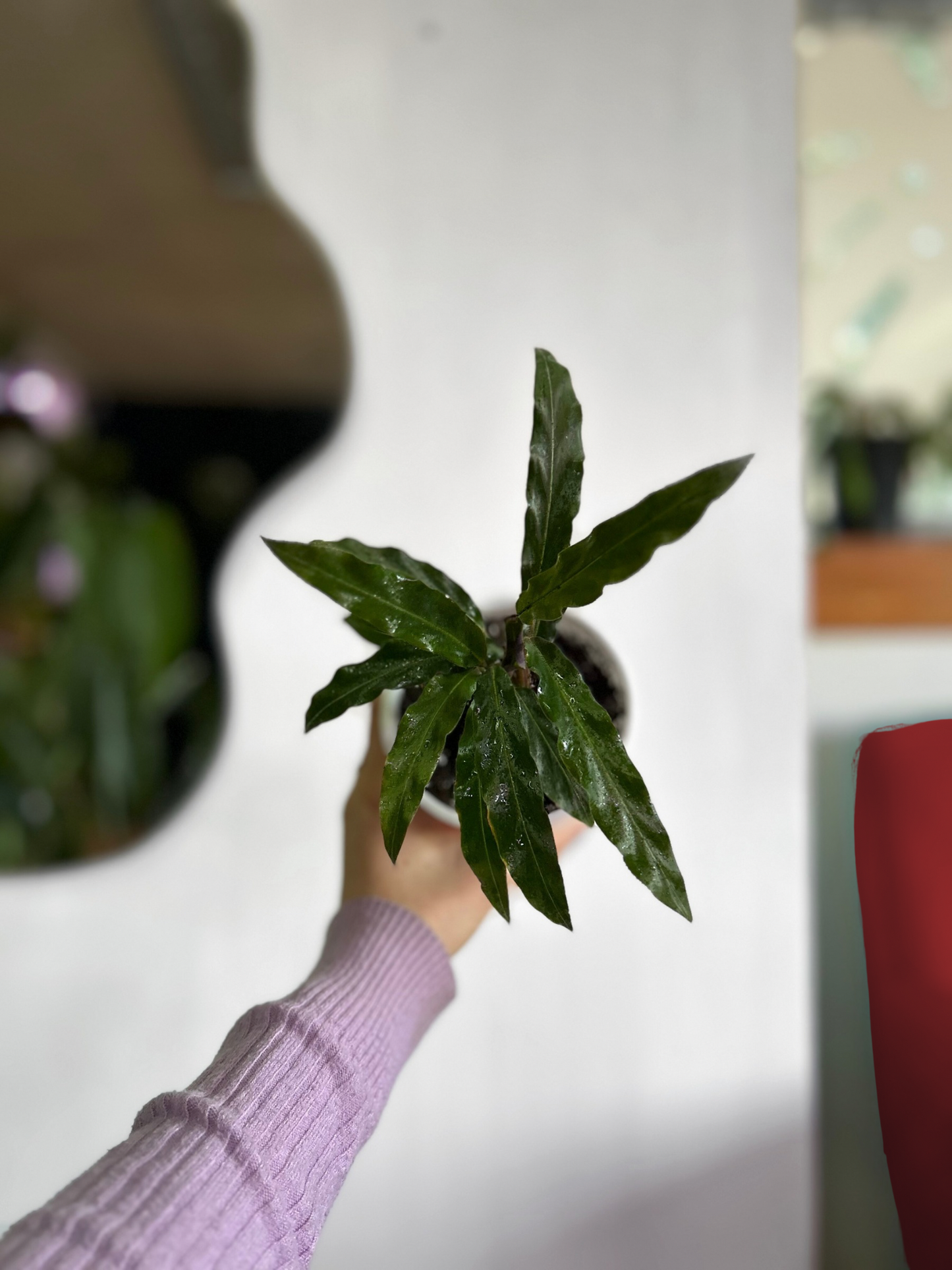 Calathea Rubifarda